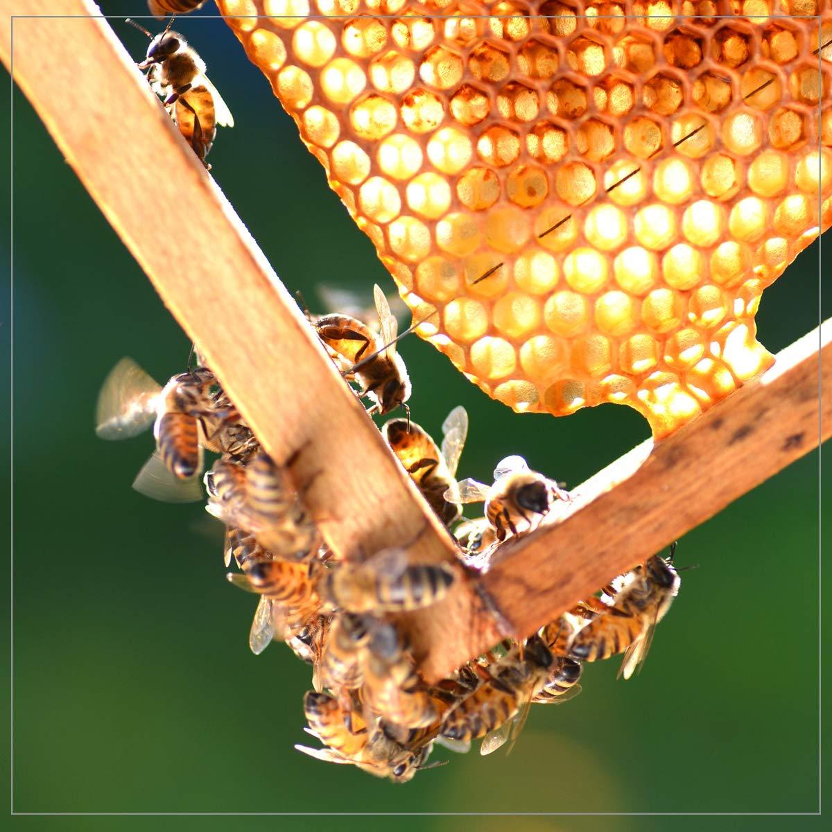 Miel Ambrosía 48 oz - 100% Miel Natural Pura de EE. UU.