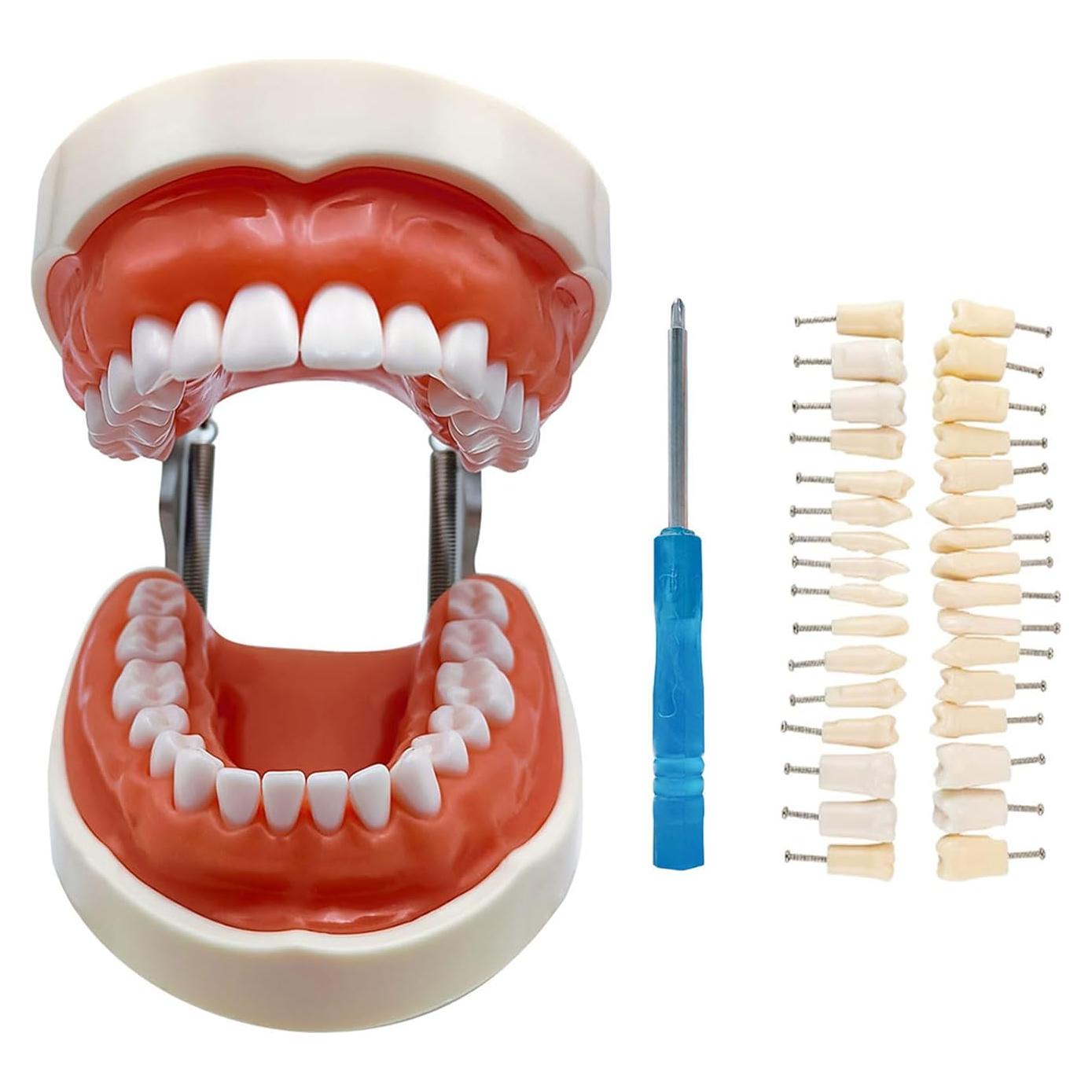Typodont Dental Windplusya con 32 Dientes Removibles
