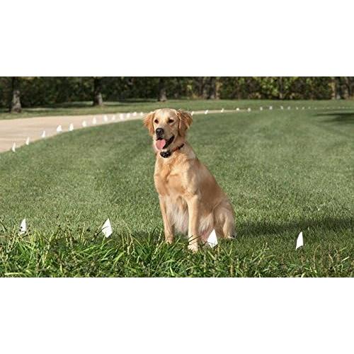 Correa de Nylon Sólido 1.9 cm Sparky Pet Co para Mascotas