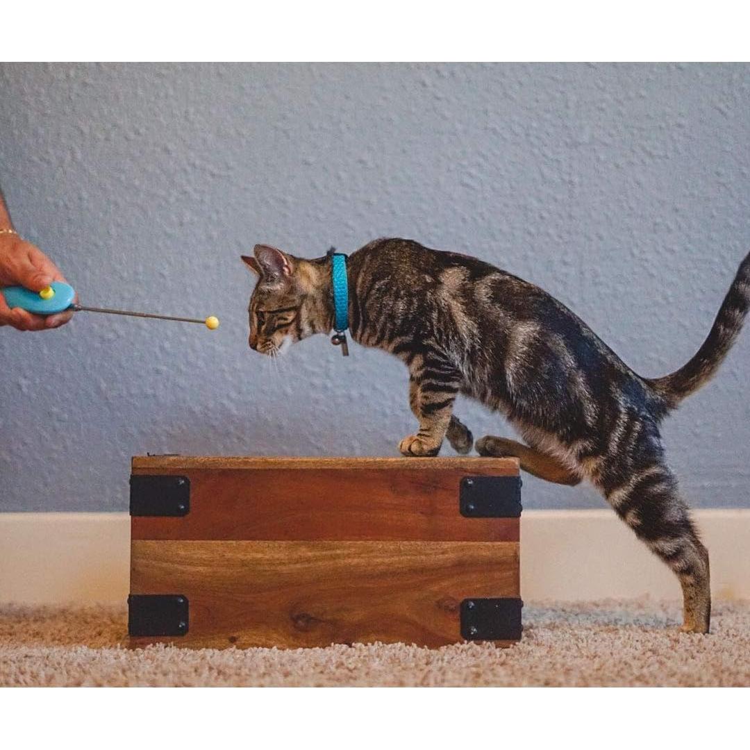 Kit de Entrenamiento para Gatos Cat School - Clicker y Vara de Objetivo