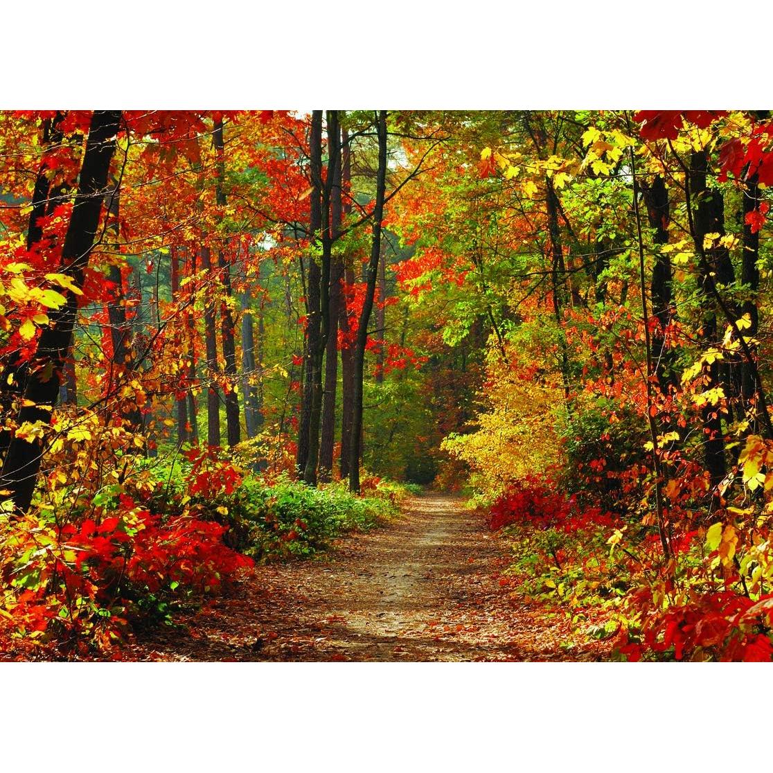 Fondo Fotográfico Vinilo 240x180cm Otoño LYWYGG CP-67-0806