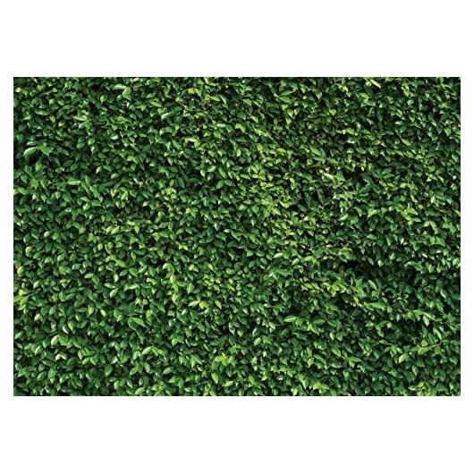 Fondo Fotográfico Verde Hojas SJOLOON 2.4x1.8m Vinilo
