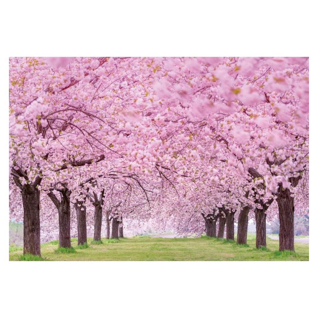 Fondo Fotográfico Flores de Cerezos 1.5x1m Vinilo Laeacco