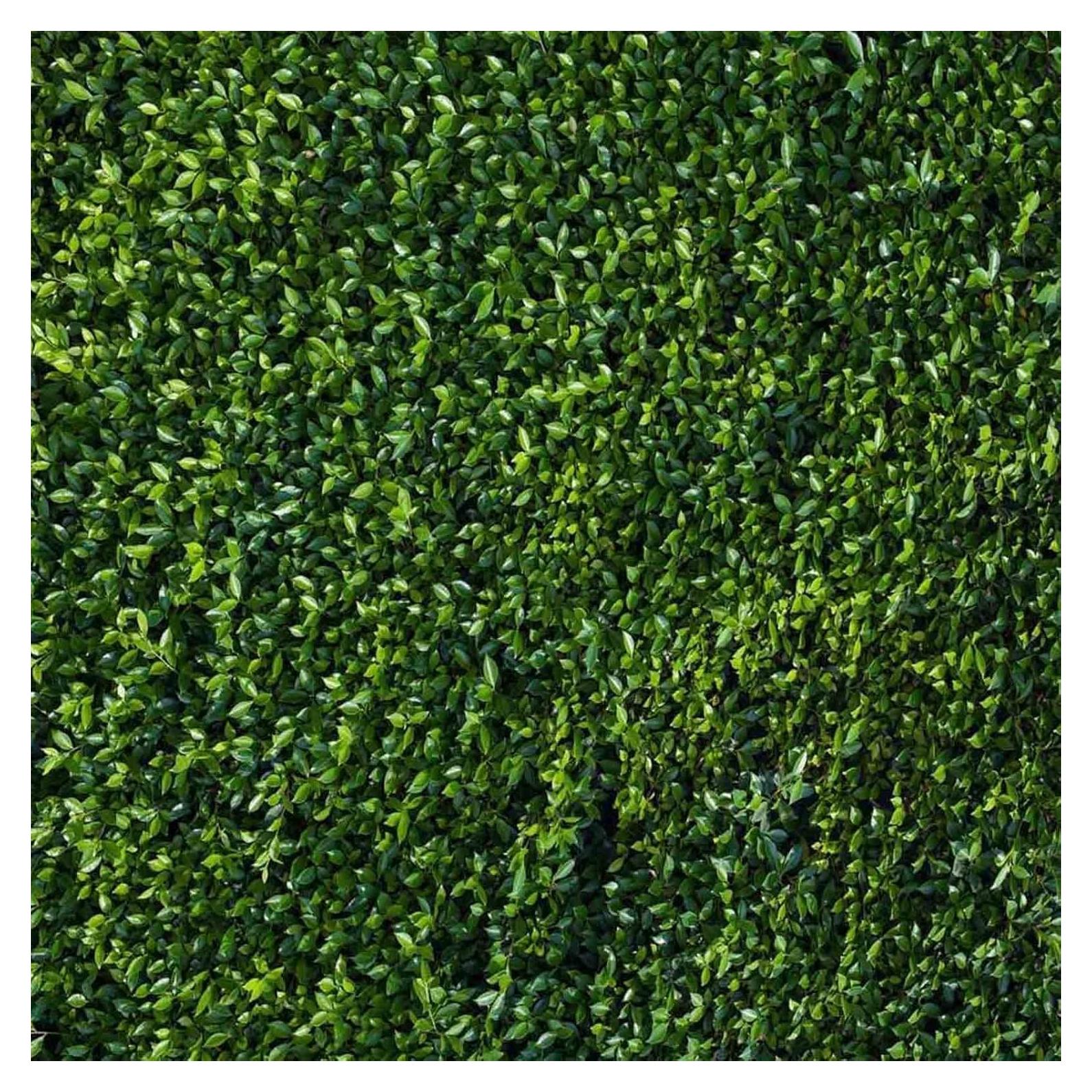 Fondo de Fotografía 2.44x2.44m Hojas Verdes Estudio de Arte