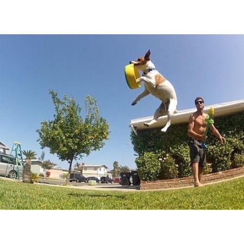 Lanzador de Anillos HurriK9 + 3 Anillos de Espuma EVA