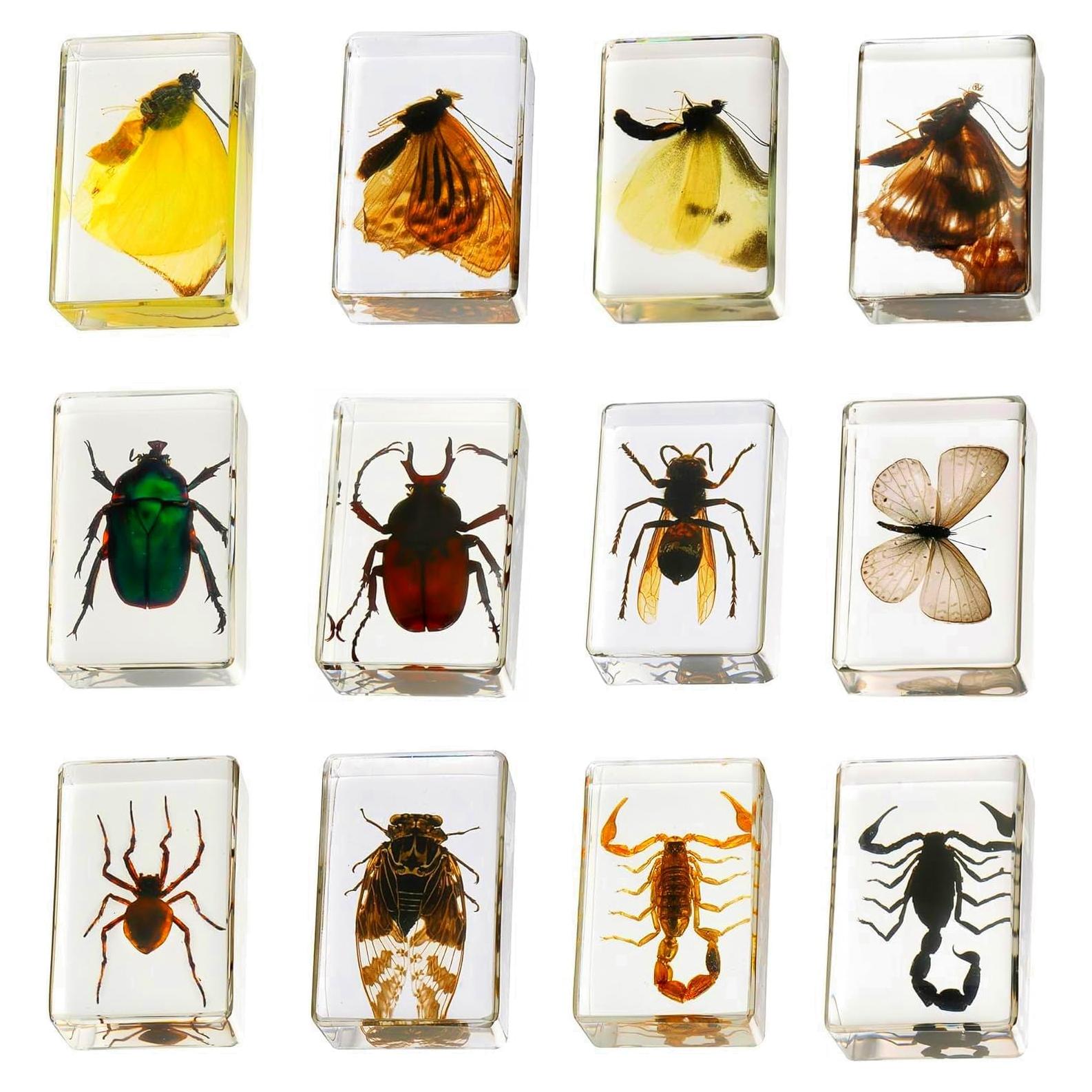 Colección de Insectos en Resina POKIPHIP 12 Piezas Educativa