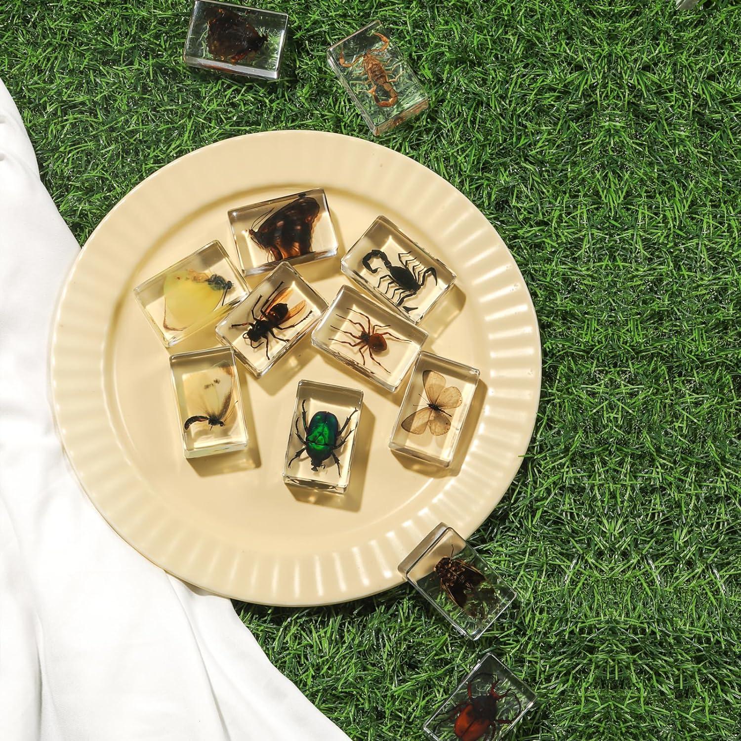 Colección de Insectos en Resina POKIPHIP 12 Piezas Educativa