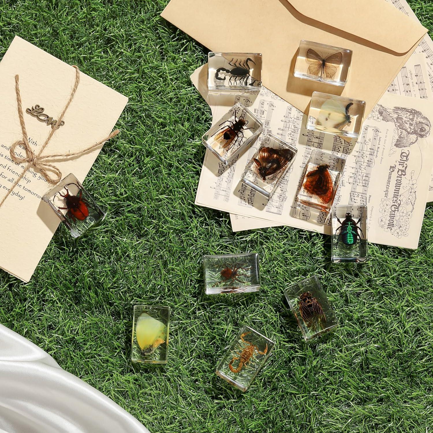 Colección de Insectos en Resina POKIPHIP 12 Piezas Educativa