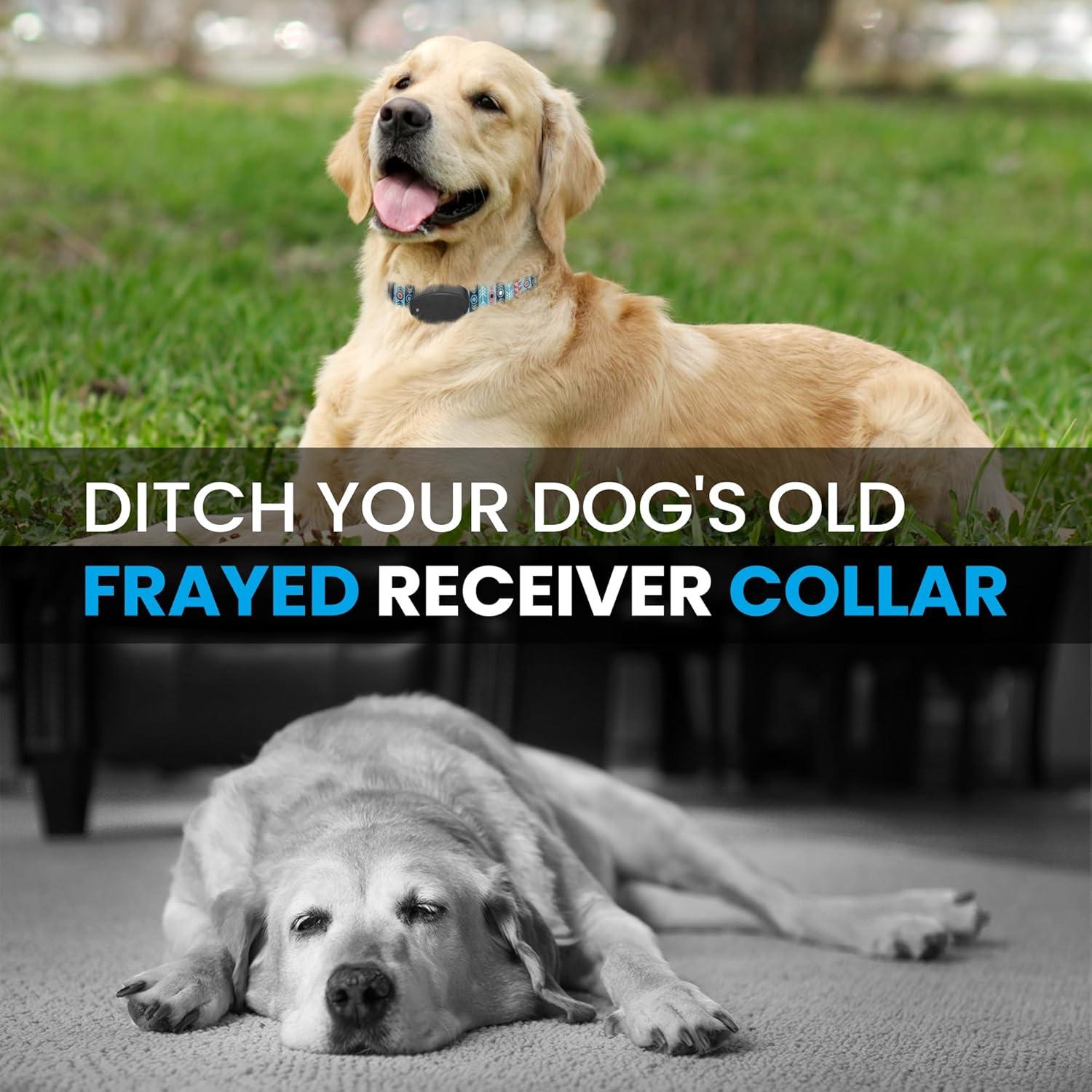 Correa de Nylon Pequeña Gracie To The Rescue 25.4-30.5 cm Flor Negra