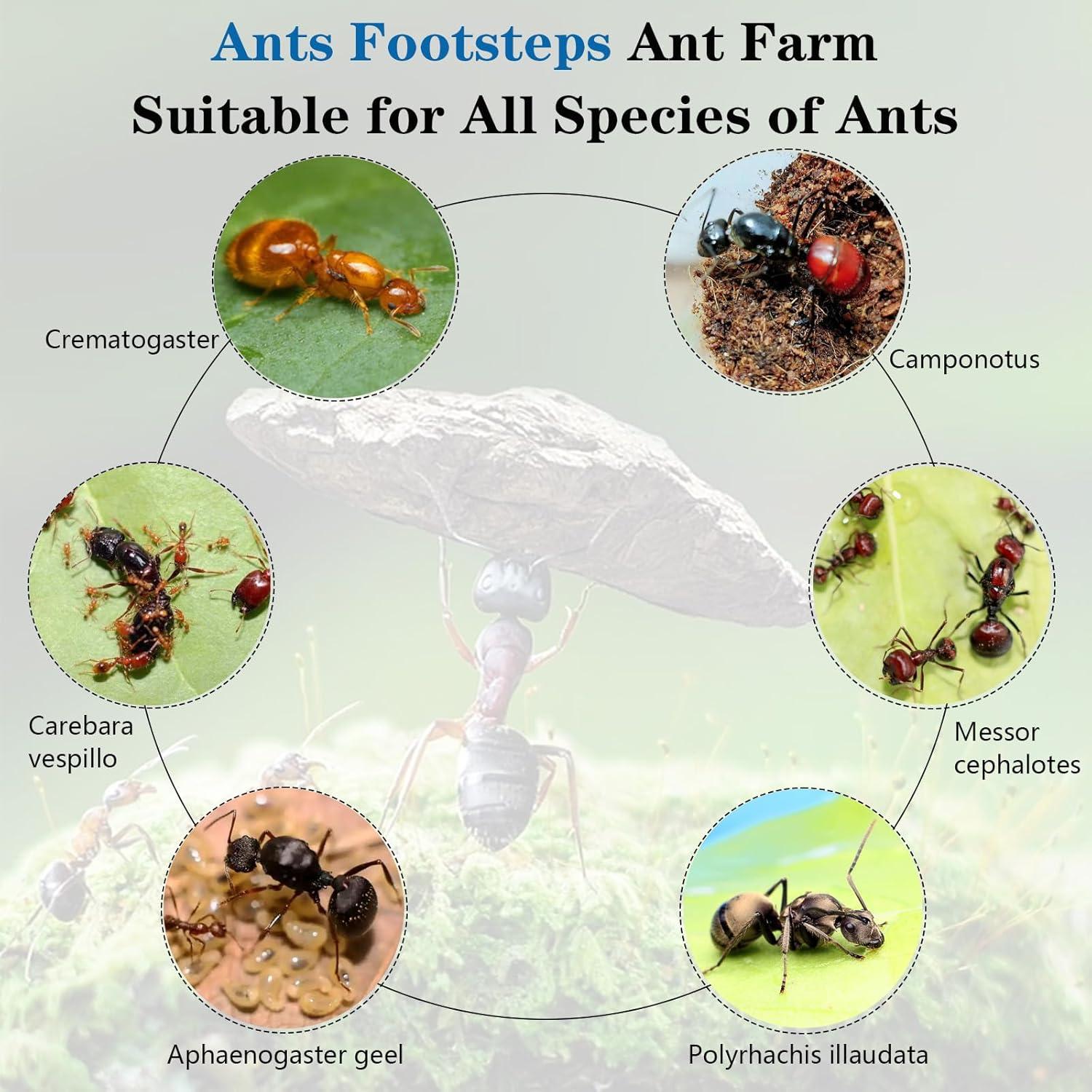 Kit Terrario Hormigas Ants Footsteps 9.91x20.81 cm