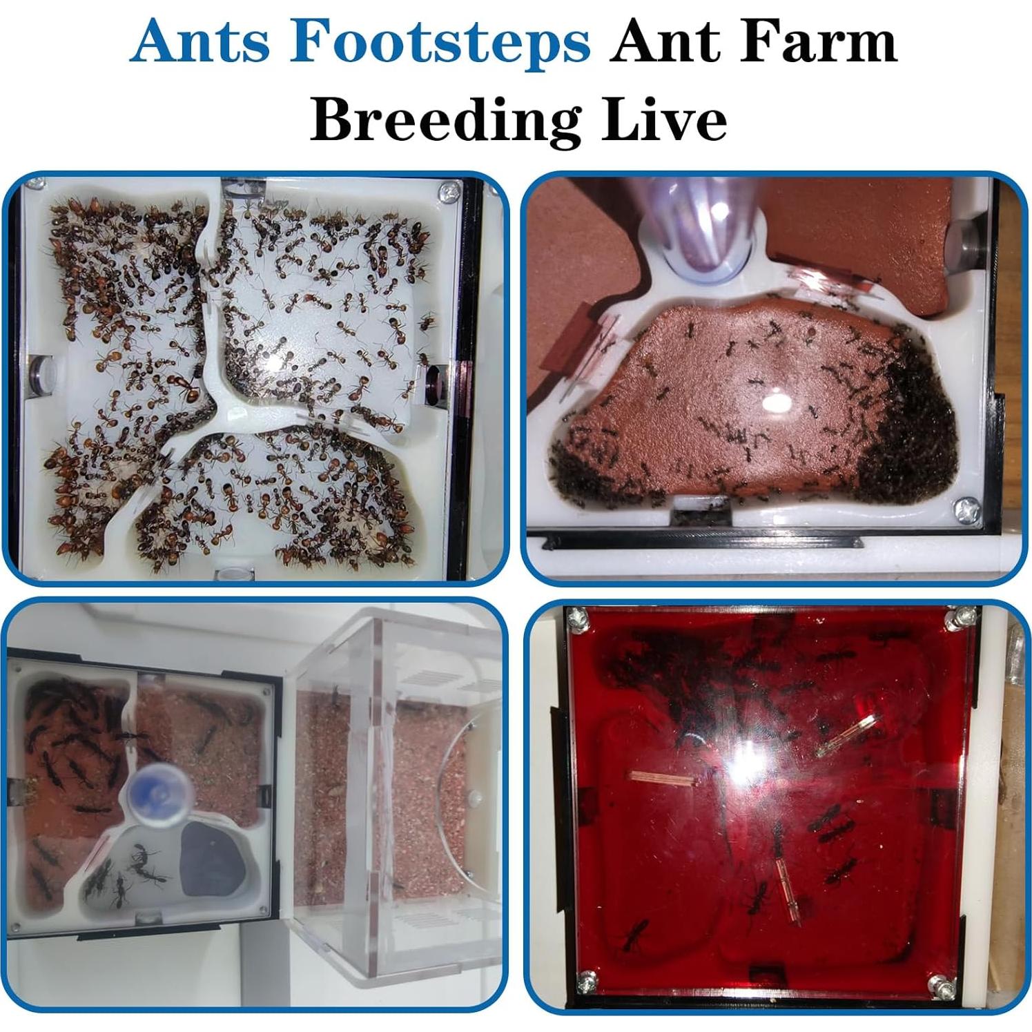 Kit Terrario Hormigas Ants Footsteps 9.91x20.81 cm