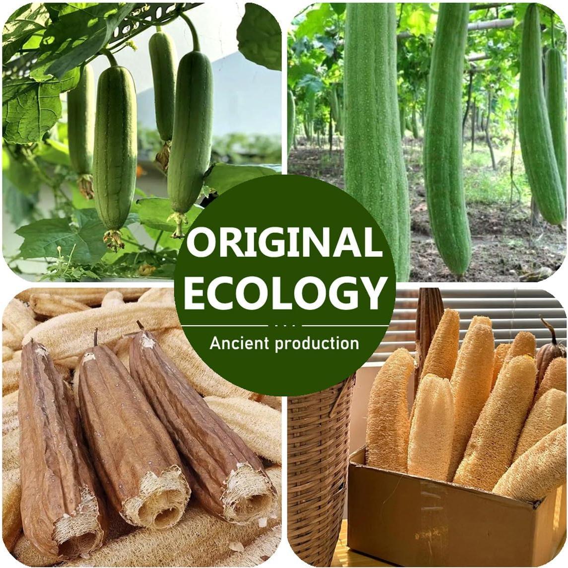 Esponjas de Lufa Natural TEXNINC - Paquete de 2 Exfoliantes