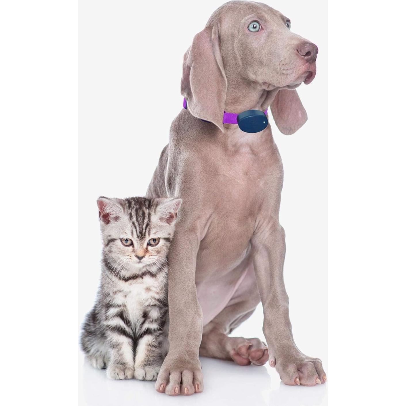 Correa de Reemplazo Nylon Extreme Dog Fence 1.9 cm Negro