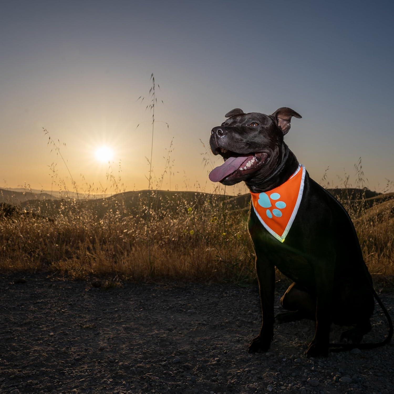Bandana Reflectante Naranja SafetyPUP XD para Perros Pequeños