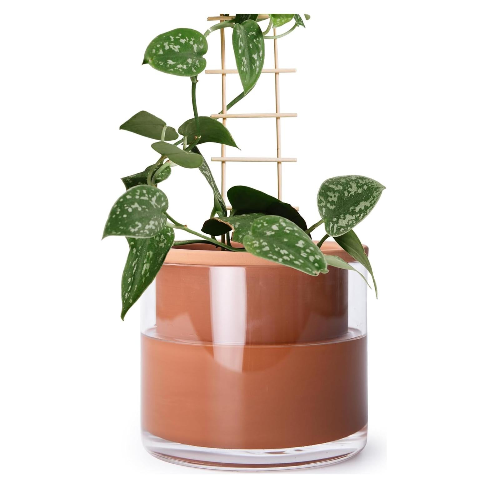 Maceta Autorriego Phoenix Vine 17.78 cm Terracota Cilíndrica