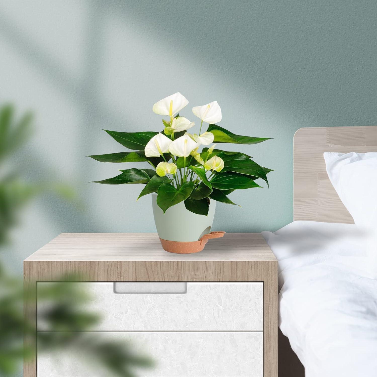 Macetas Autorriego Vanslogreen 5 Piezas Verde 12-18 cm