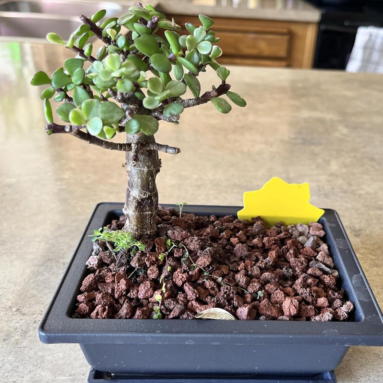 Macetas KINJOEK 3 PCS 35.56 cm para Bonsai con Drenaje