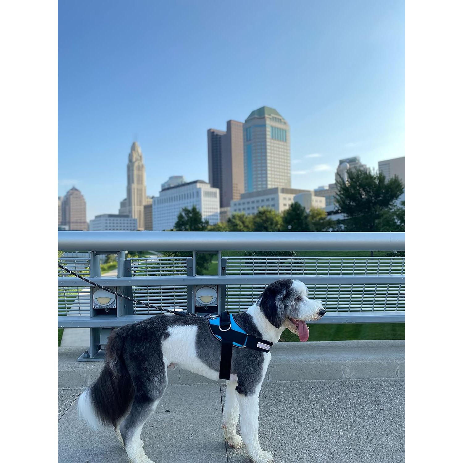 Arnés Esencial ShawnCo Azul Oceánico S Antitirones Ajustable