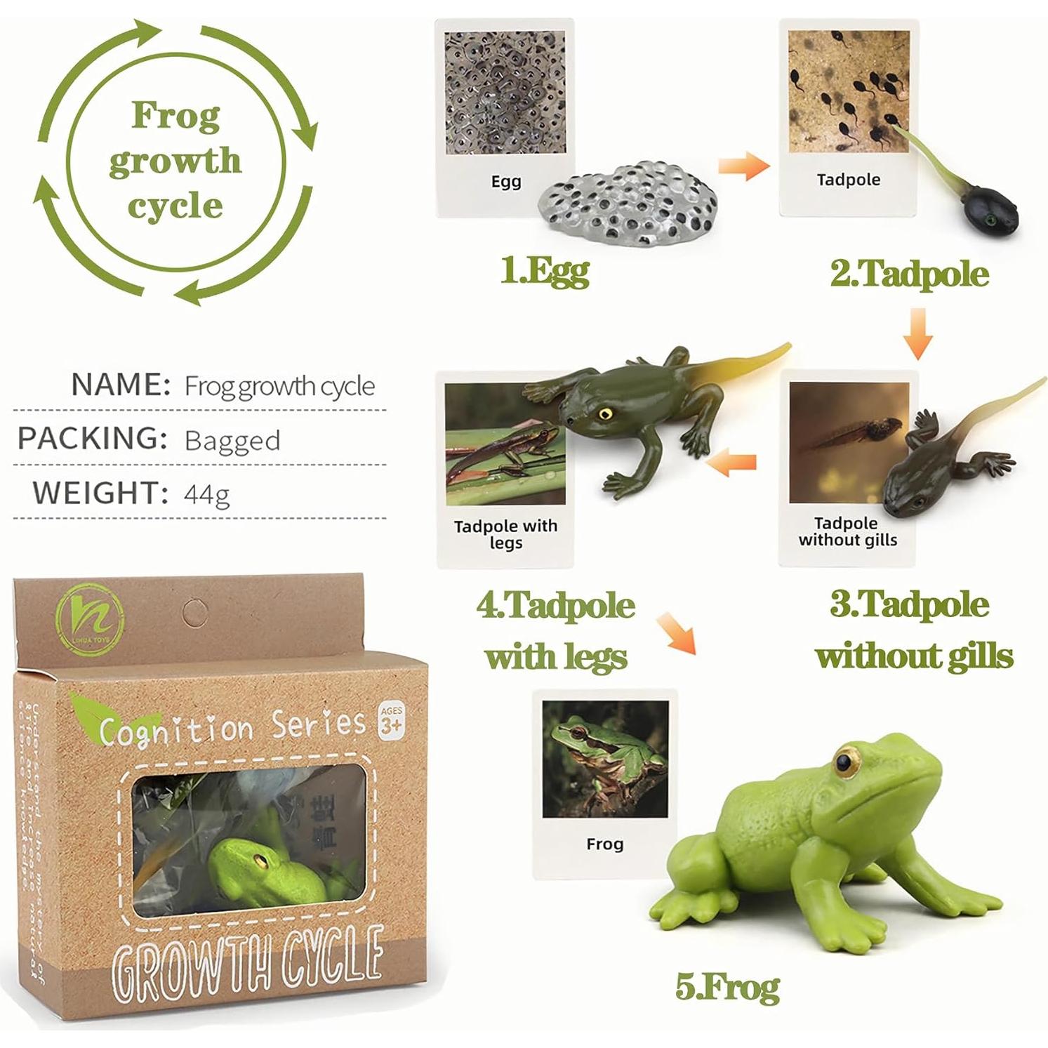 Juguete Educativo Mbrain Ciclo de Vida Rana y Mariposa