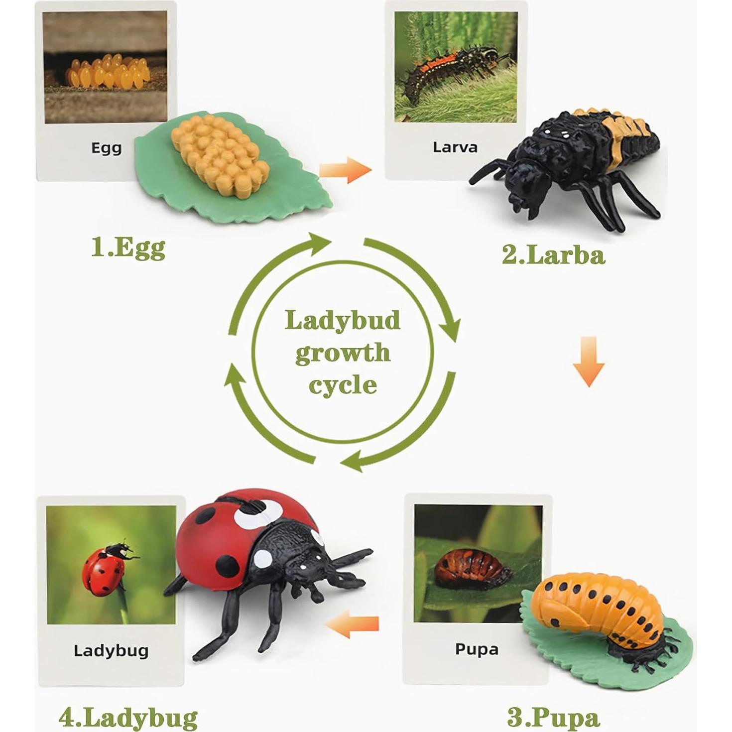 Juguete Educativo Mbrain Ciclo de Vida Rana y Mariposa