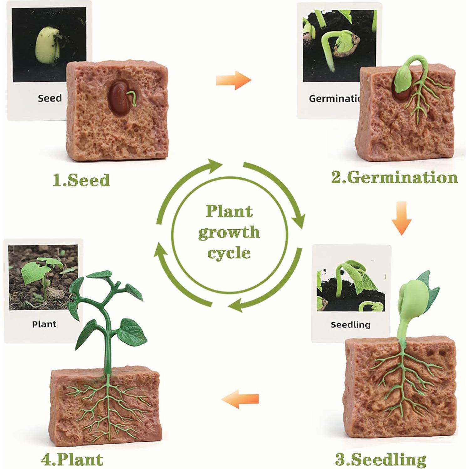 Juguete Educativo Mbrain Ciclo de Vida Rana y Mariposa