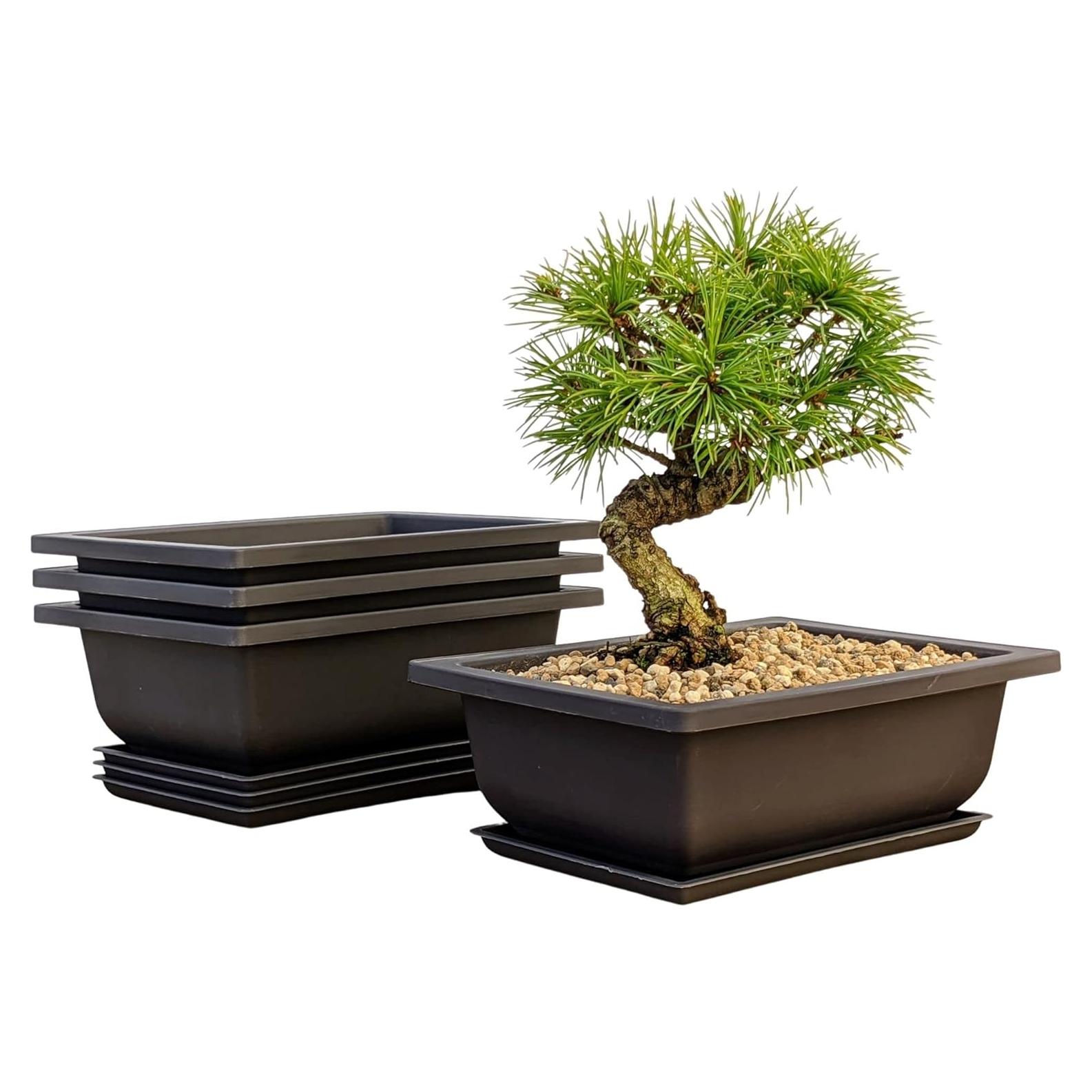Macetas Bonsai Outlet 6" con Bandejas - Juego de 3