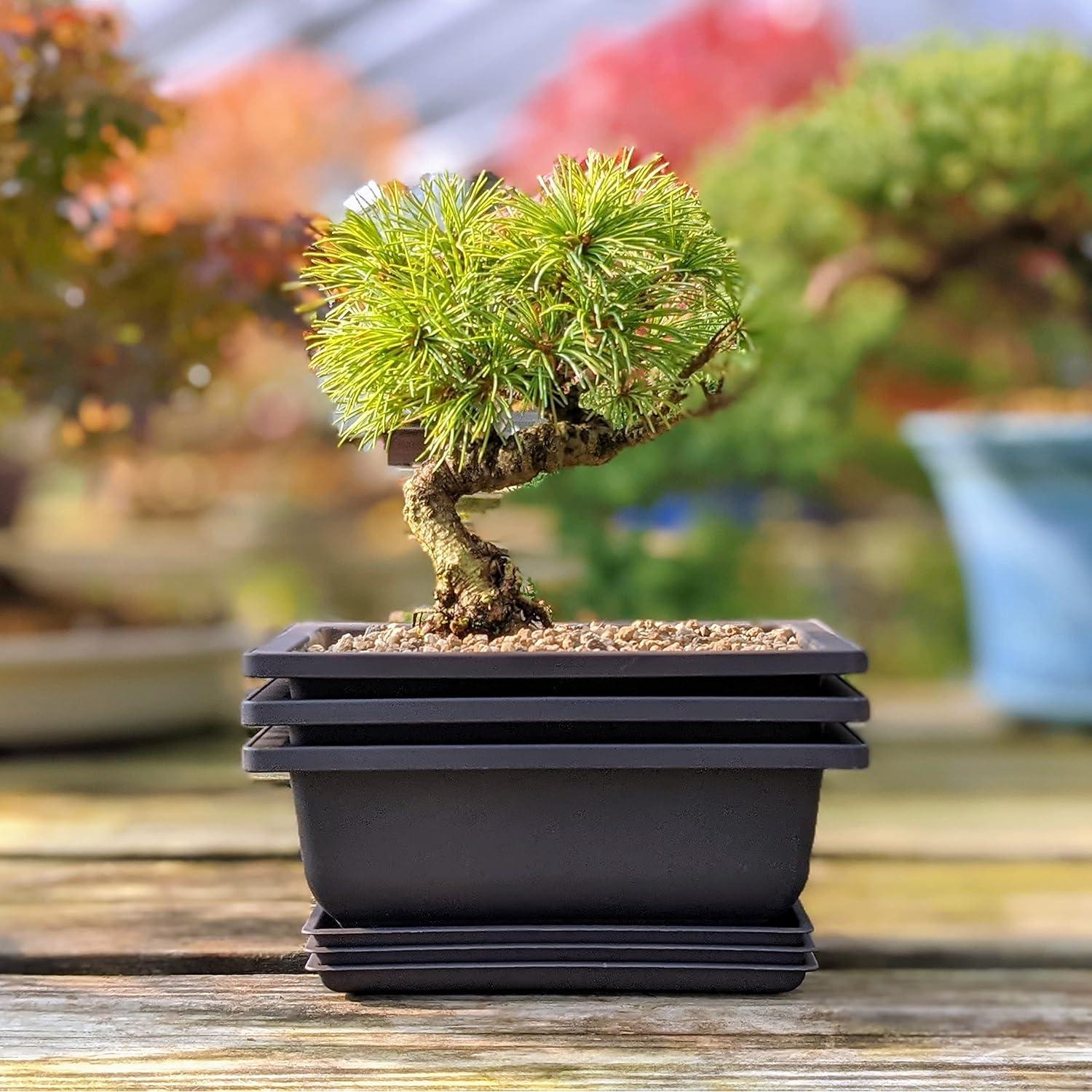 Macetas Bonsai Outlet 6" con Bandejas - Juego de 3