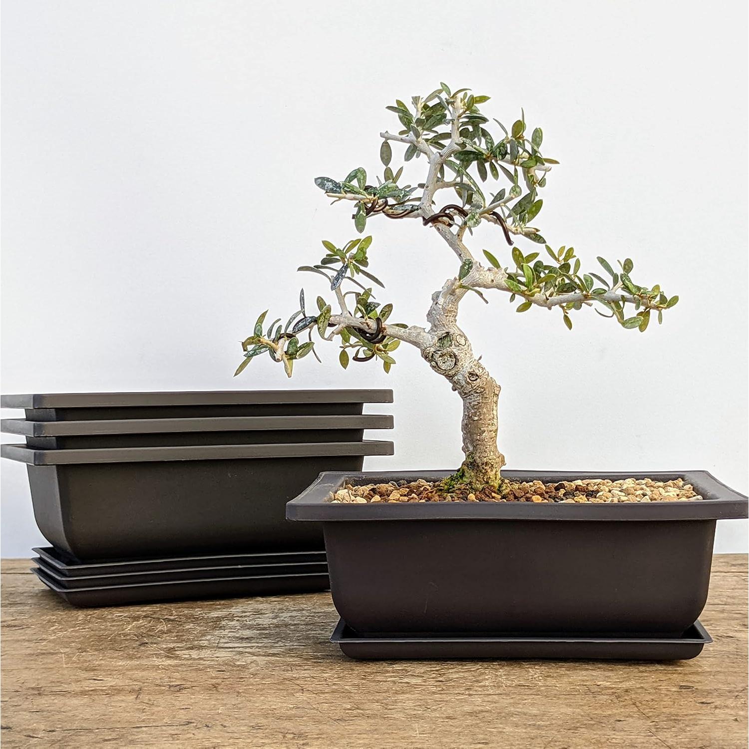 Macetas Bonsai Outlet 6" con Bandejas - Juego de 3