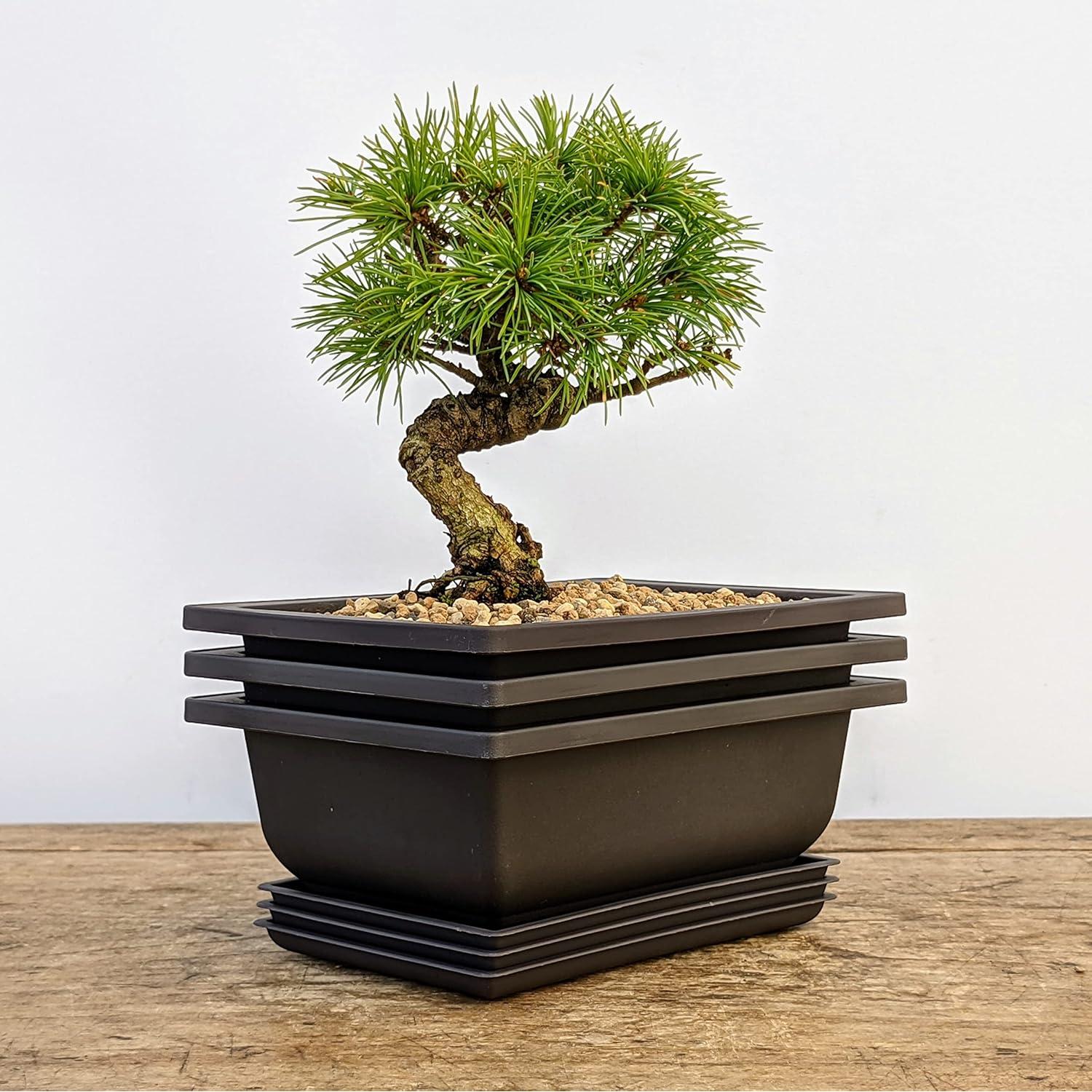 Macetas Bonsai Outlet 6" con Bandejas - Juego de 3