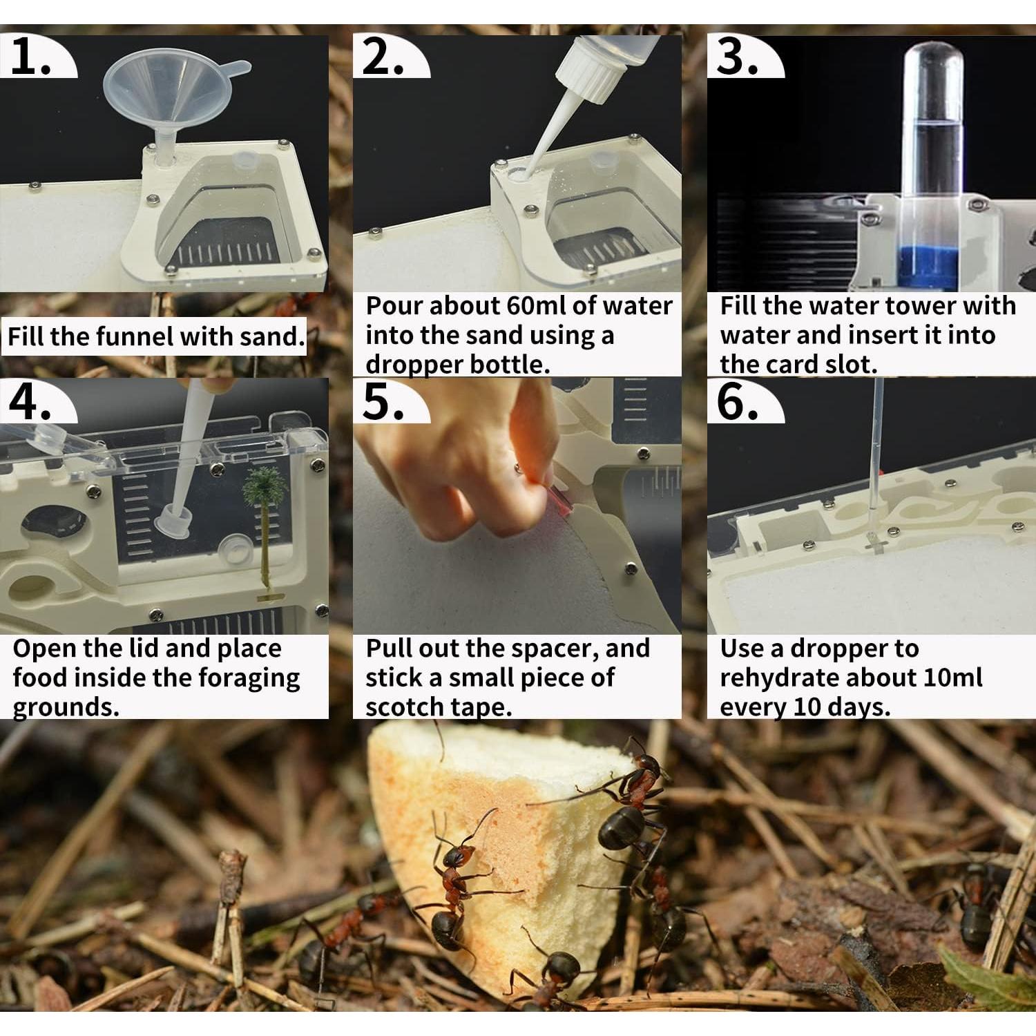 Castillo de Cría de Hormigas Kahopy con Accesorios Educativos