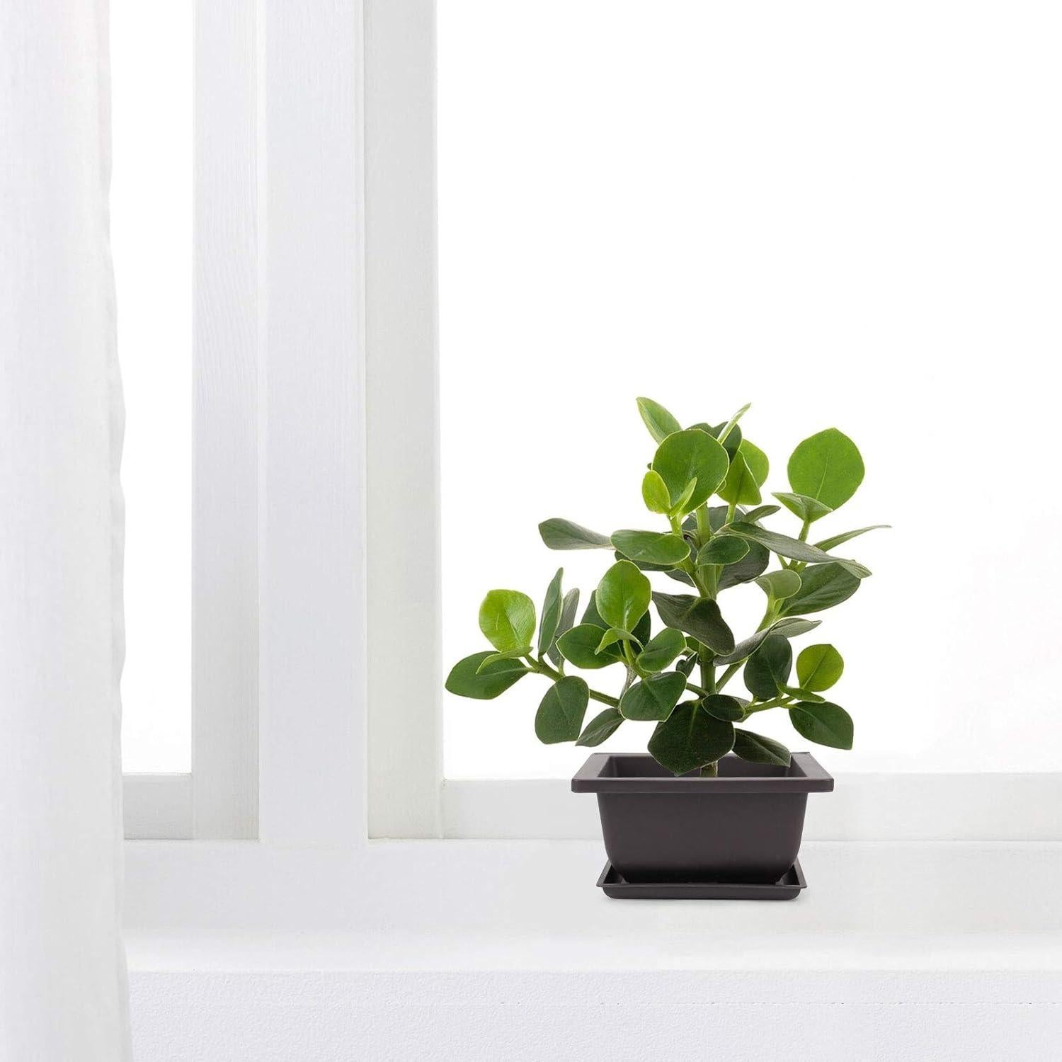 15 Macetas Cuadradas ZEONHEI 11.94 cm para Bonsái