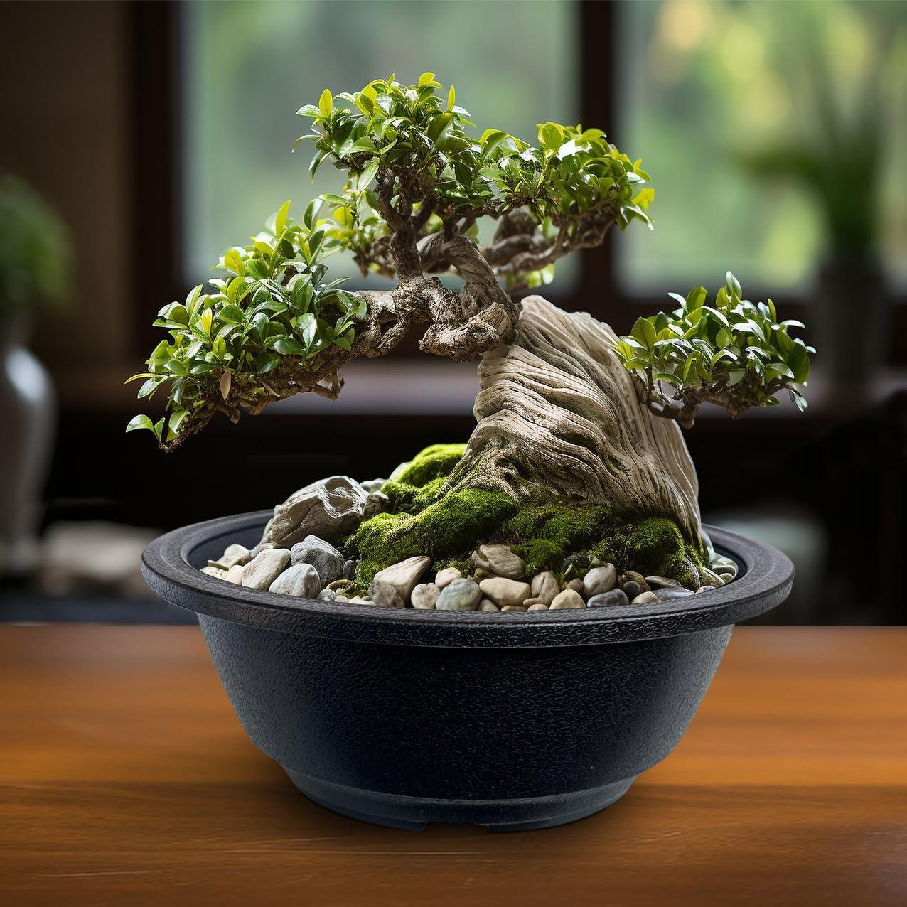 Macetas Redondas MUZHI 12 Piezas para Bonsai 19.8 cm