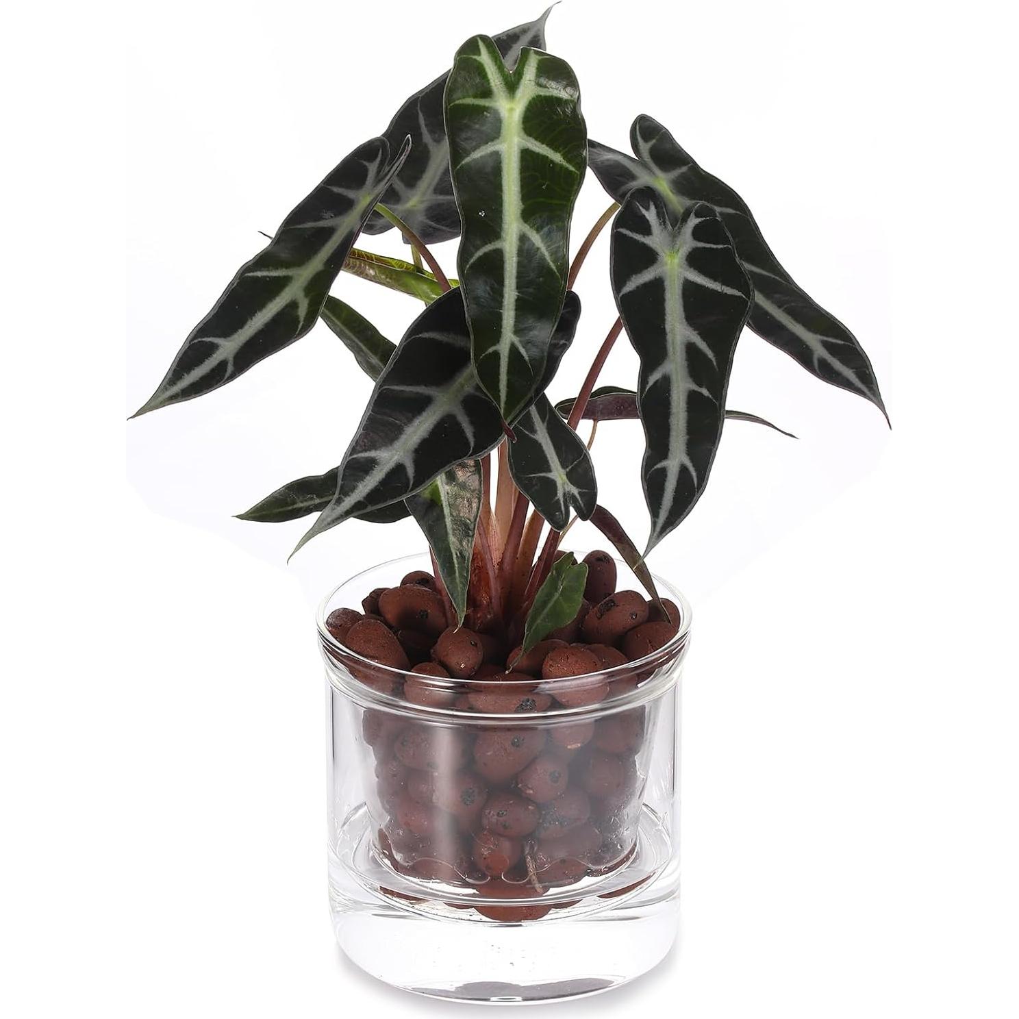 Maceta Autorriego 10 cm LAZUSAM para Plantas de Interior