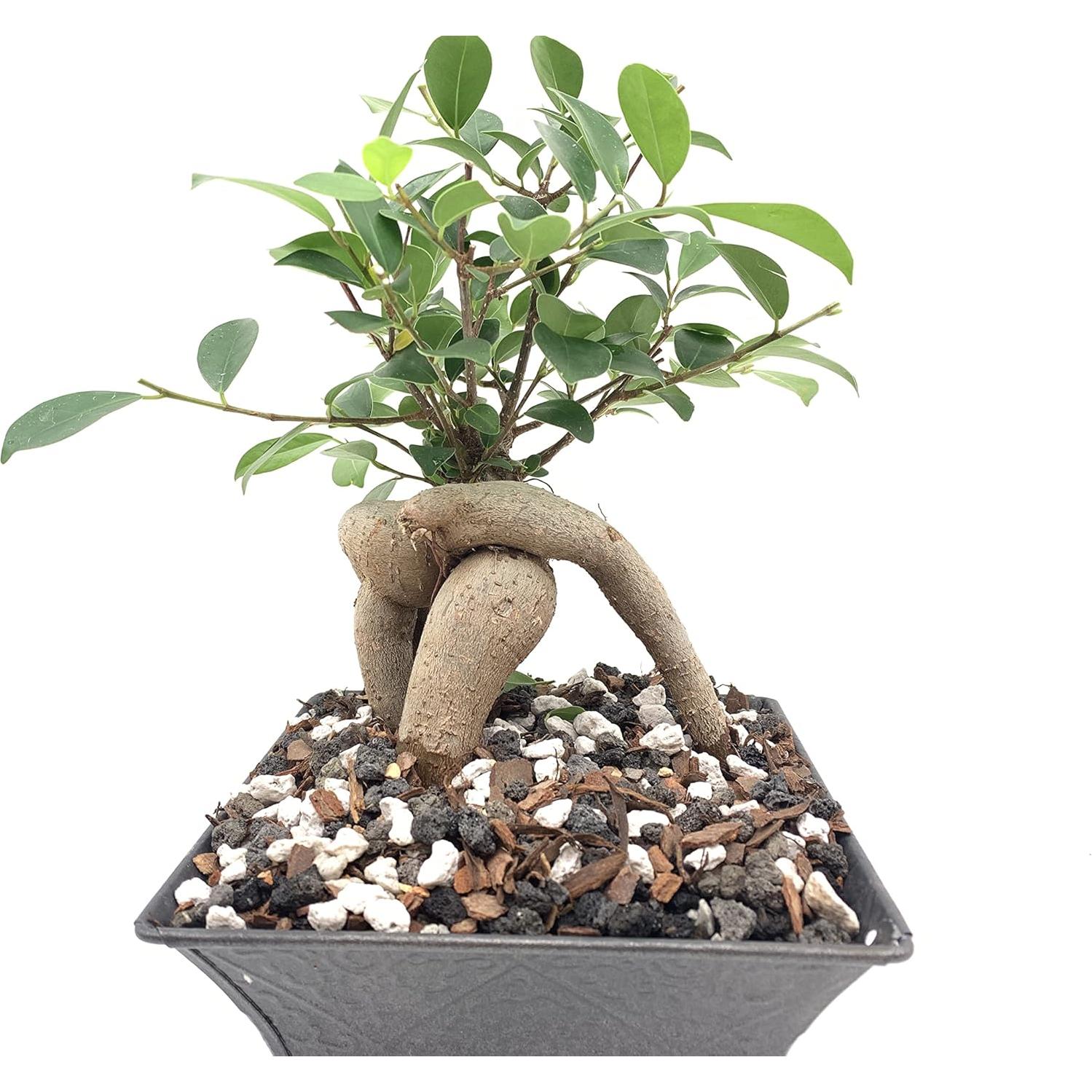 Roca de Lava Negra | The Bonsai Supply | 2 Cuartos | Drenaje Óptimo