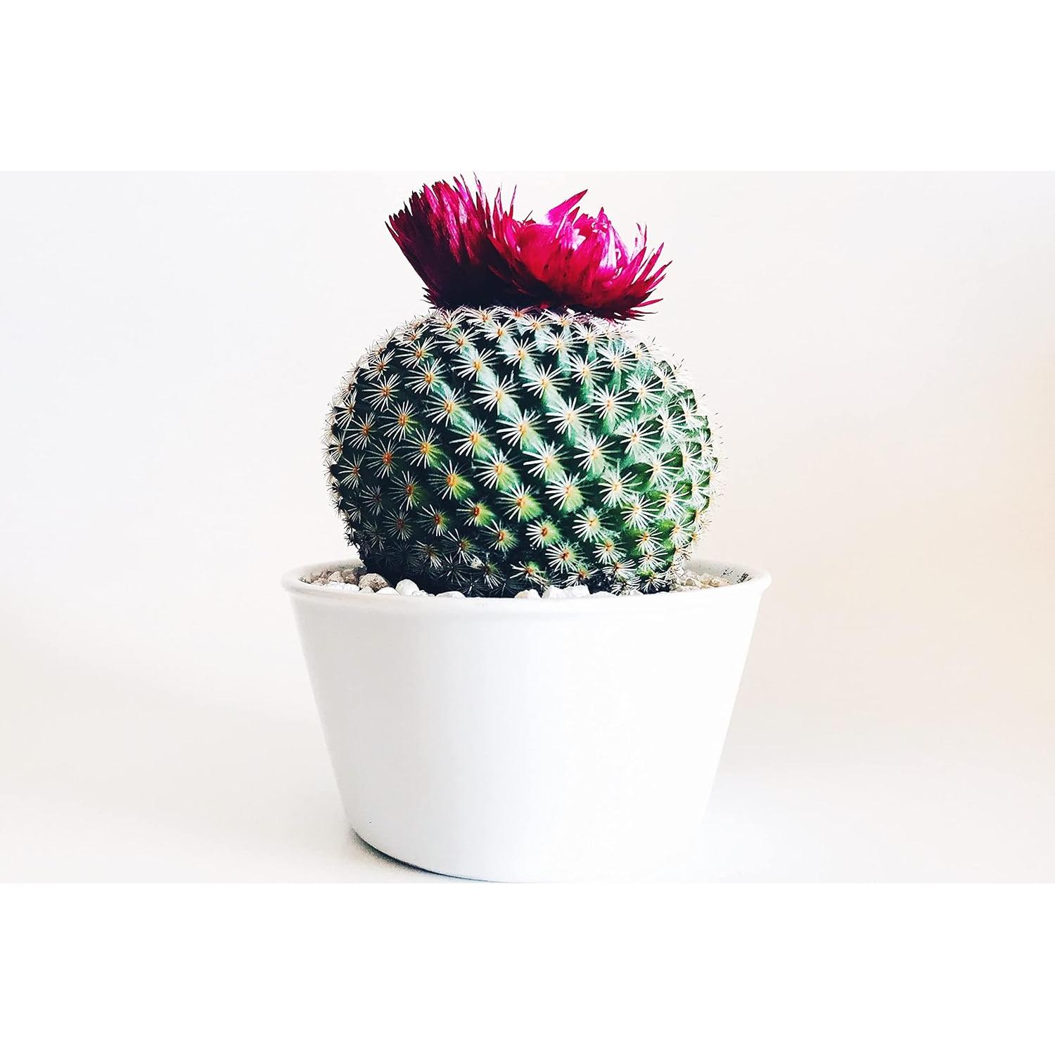 Roca de Lava Negra | The Bonsai Supply | 2 Cuartos | Drenaje Óptimo