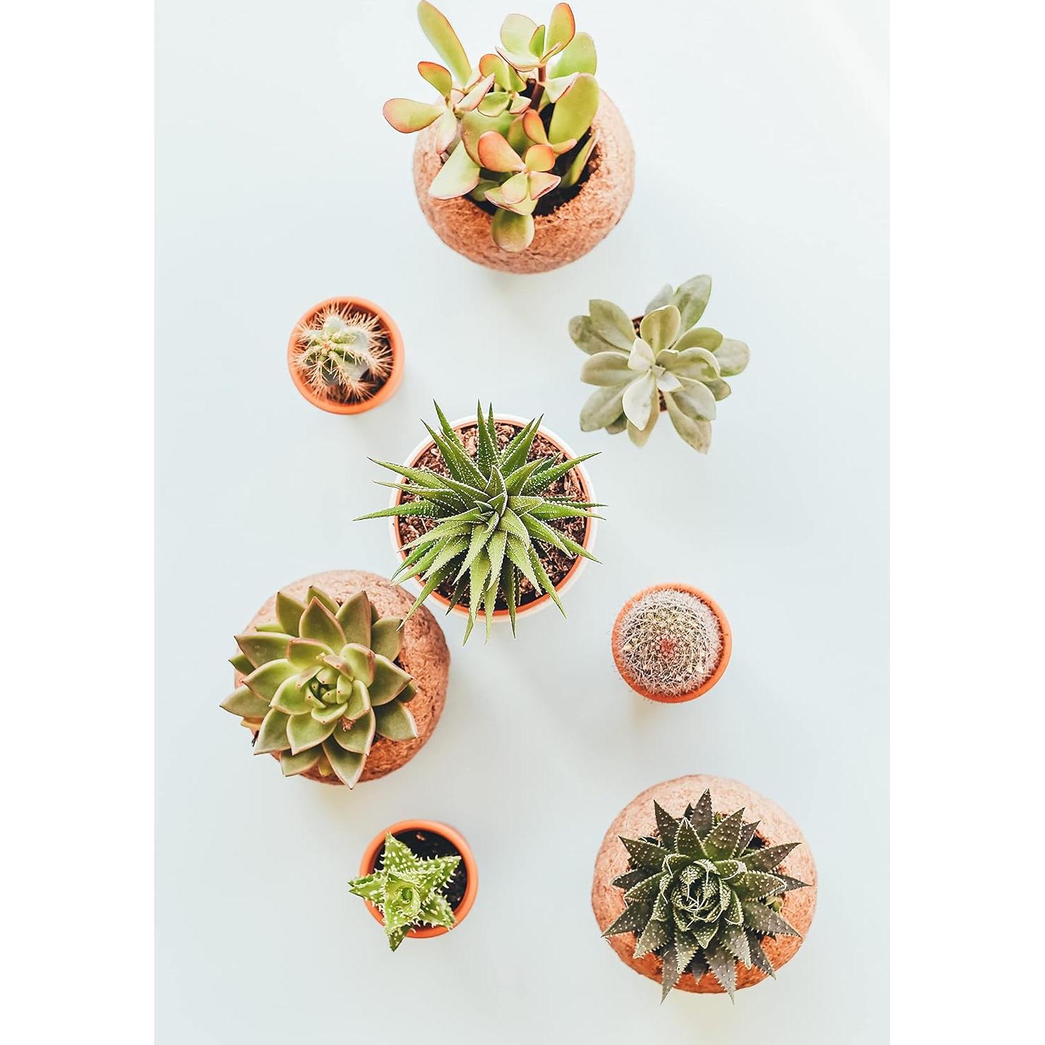 Roca de Lava Negra | The Bonsai Supply | 2 Cuartos | Drenaje Óptimo