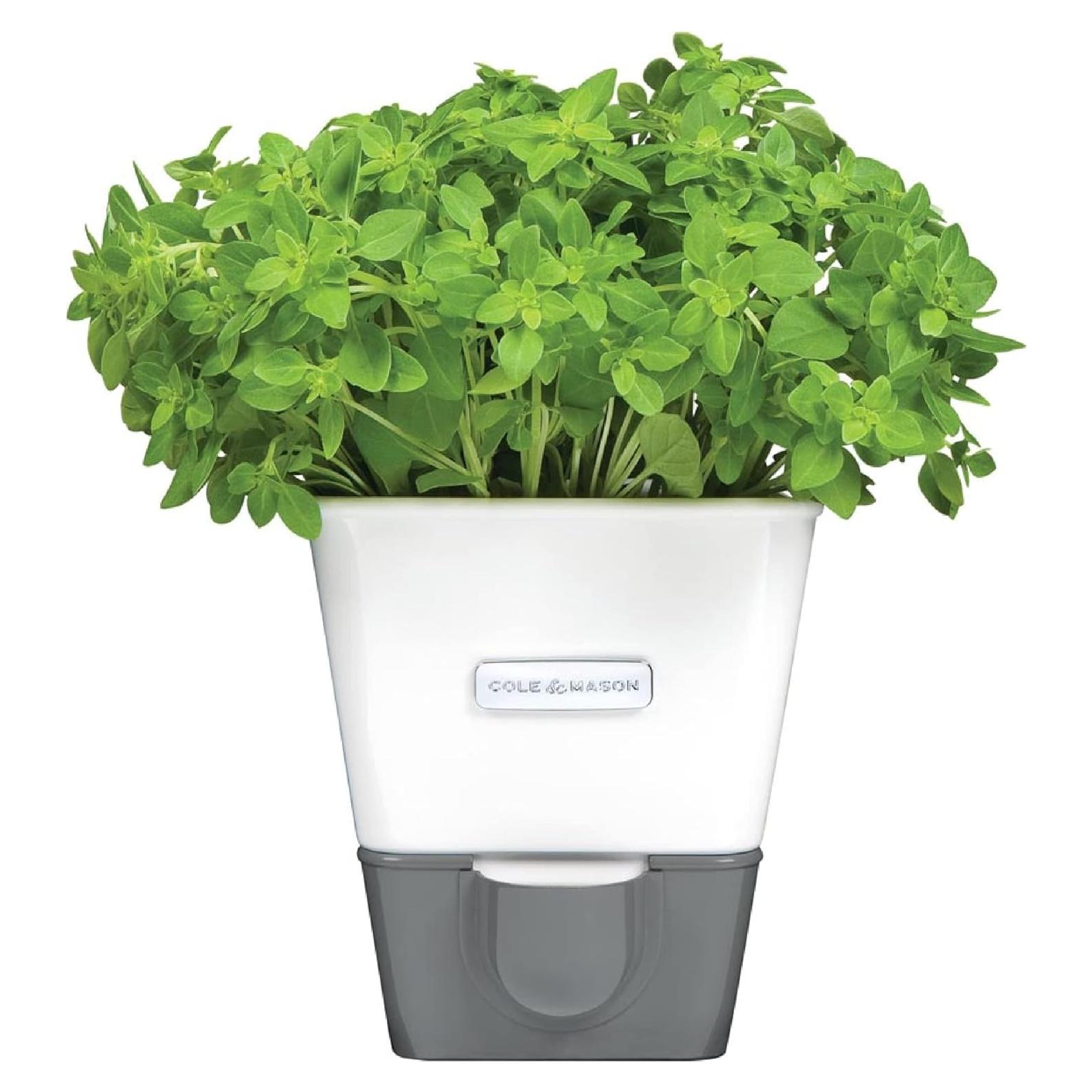 Conservador de Hierbas Cole & Mason Auto-Riego 295 ml