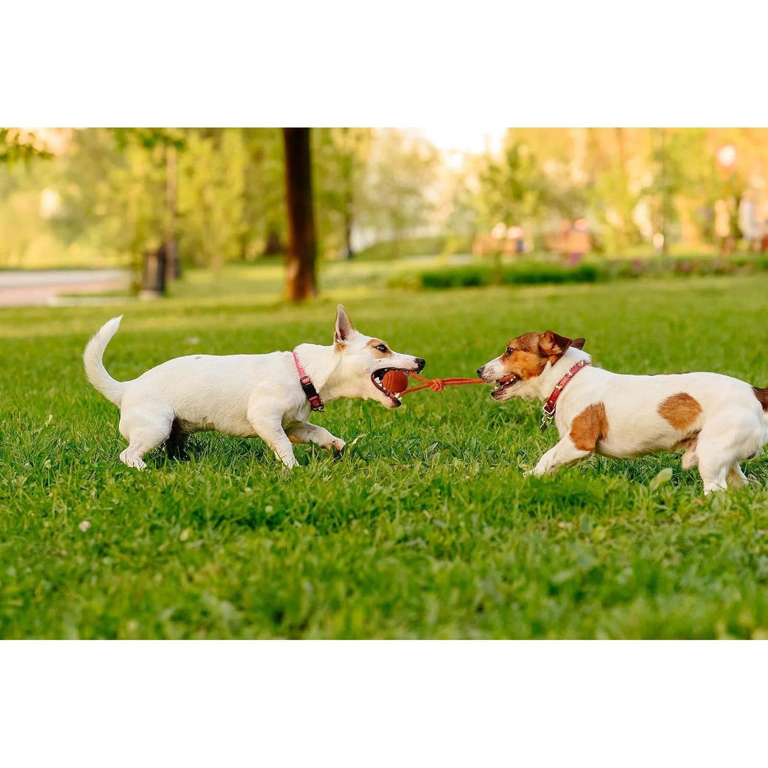 Pelota de Entrenamiento para Perros Vitalili 5cm con Cuerda