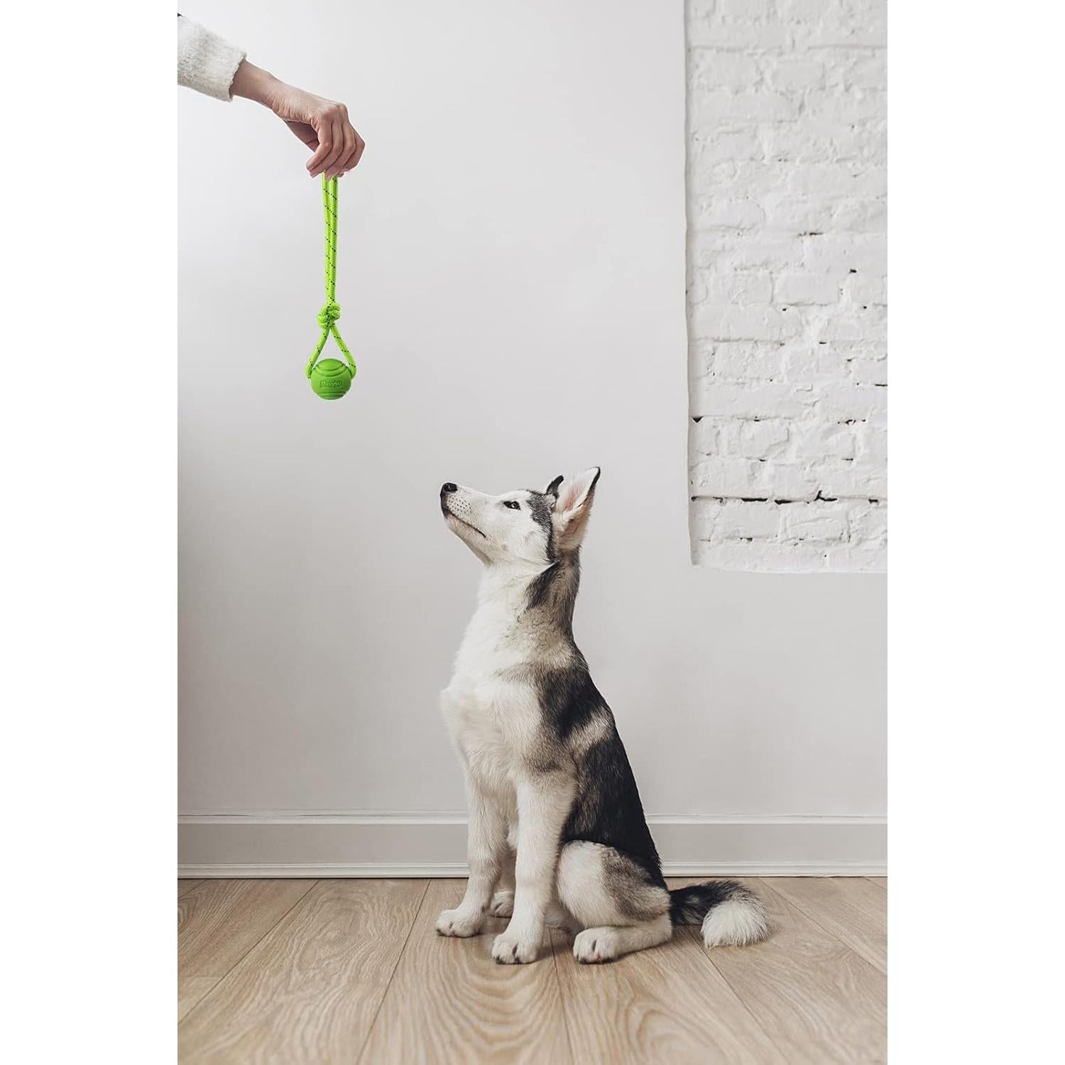 Pelota de Entrenamiento para Perros Vitalili 5cm con Cuerda