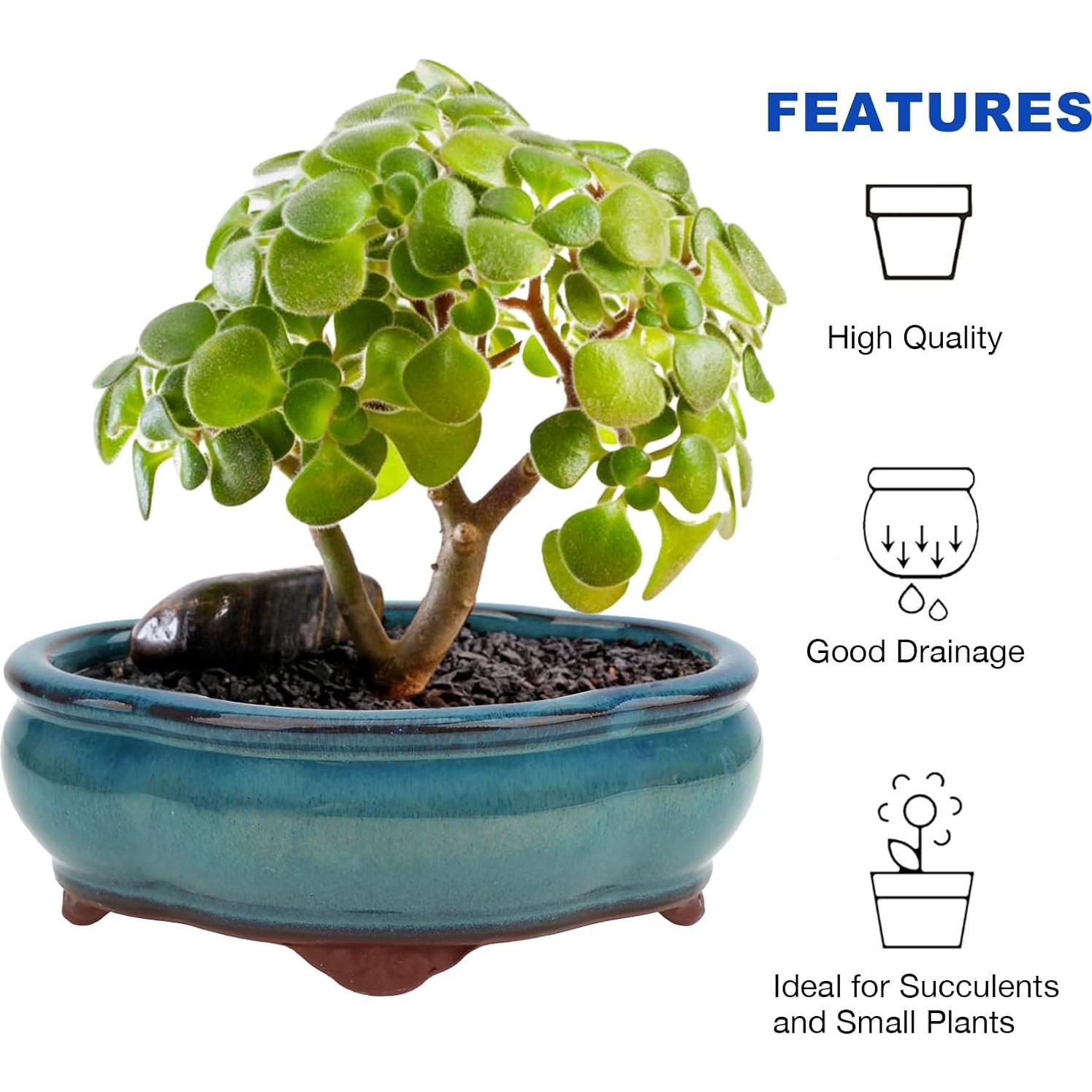 Maceta de Bonsai Happy Bonsai Juego de 2 Cerámica Azul