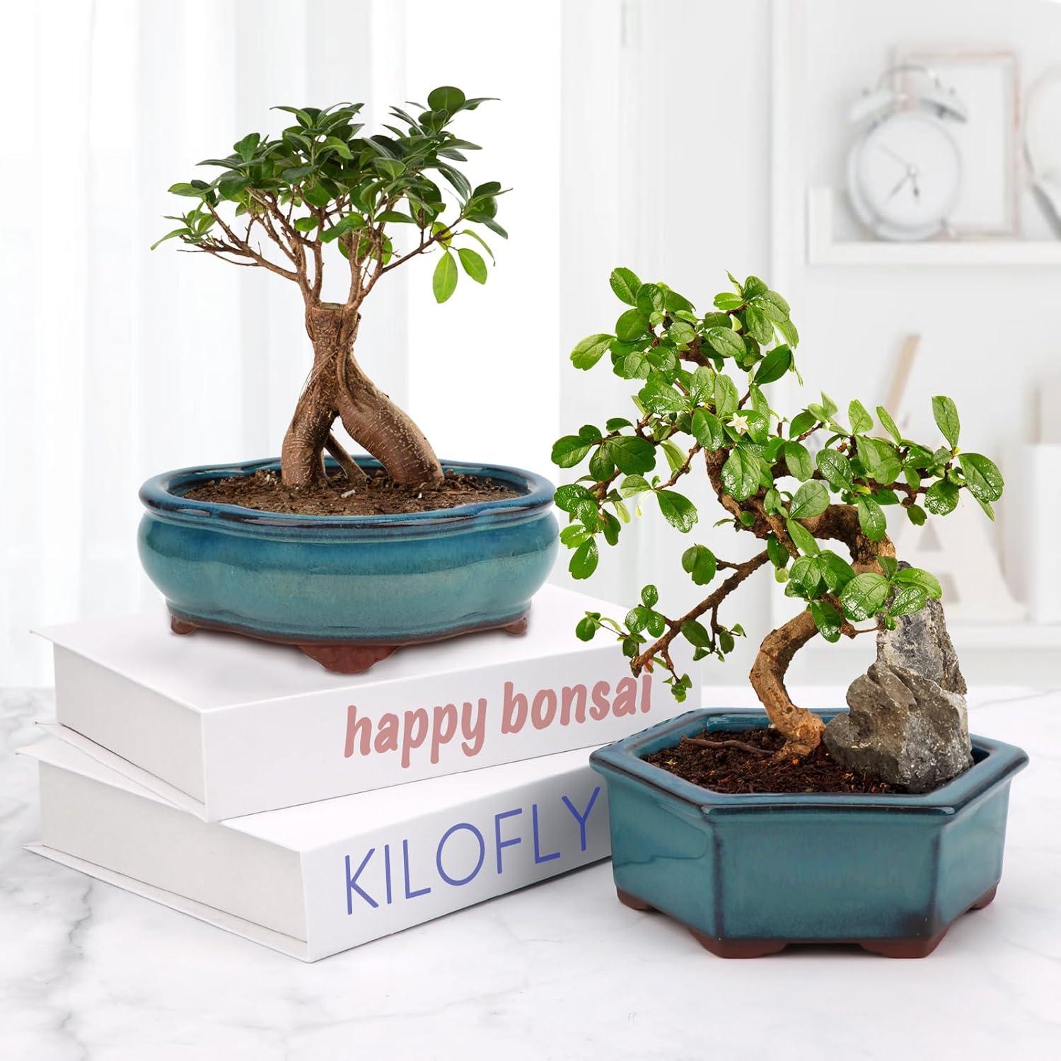 Maceta de Bonsai Happy Bonsai Juego de 2 Cerámica Azul