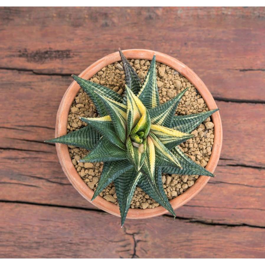 Suelo Akadama JFWOD 2,72 kg 3-6mm para Bonsai y Suculentas