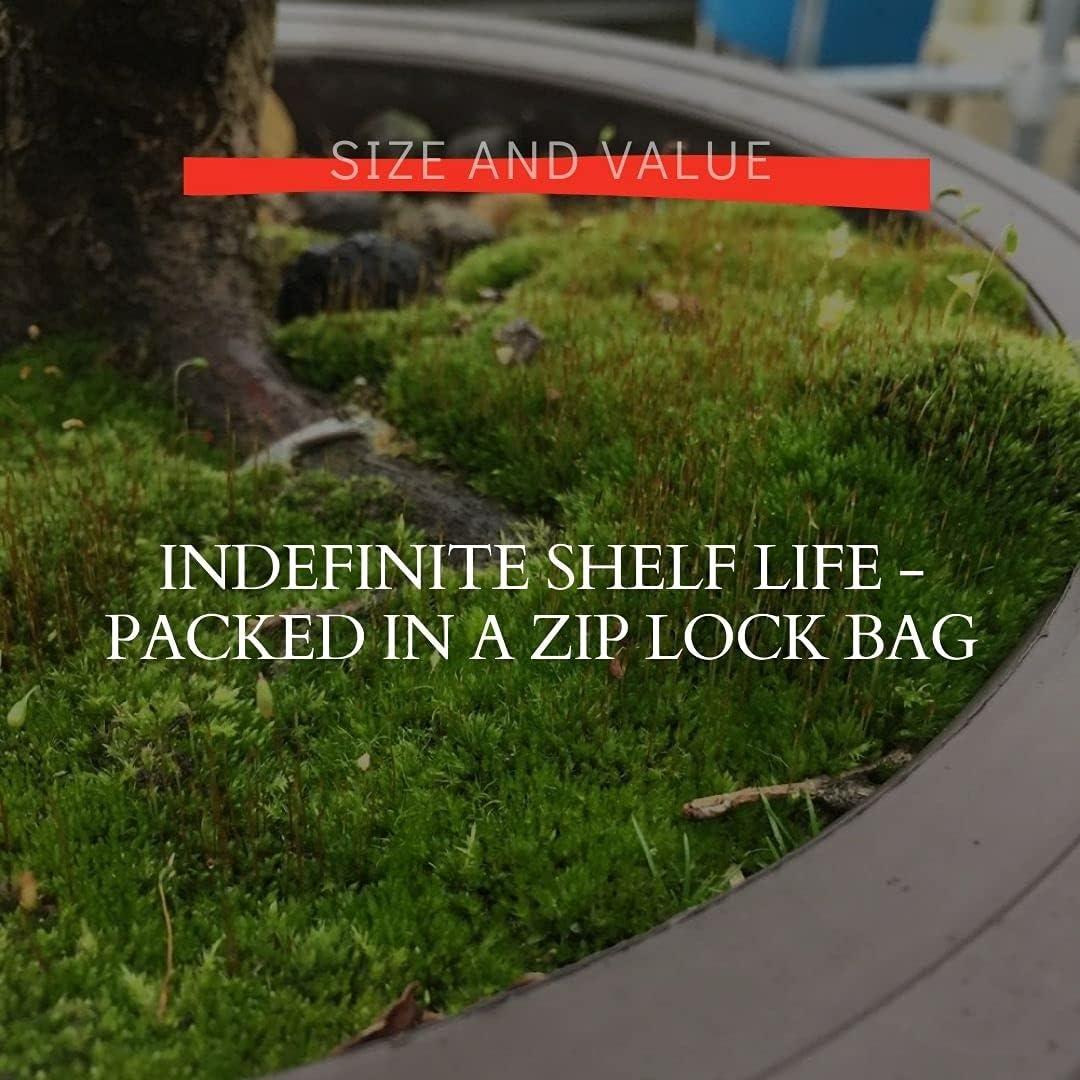 Esporas de Musgo Kyoto Tinyroots 14g Cubre 0.28 m²