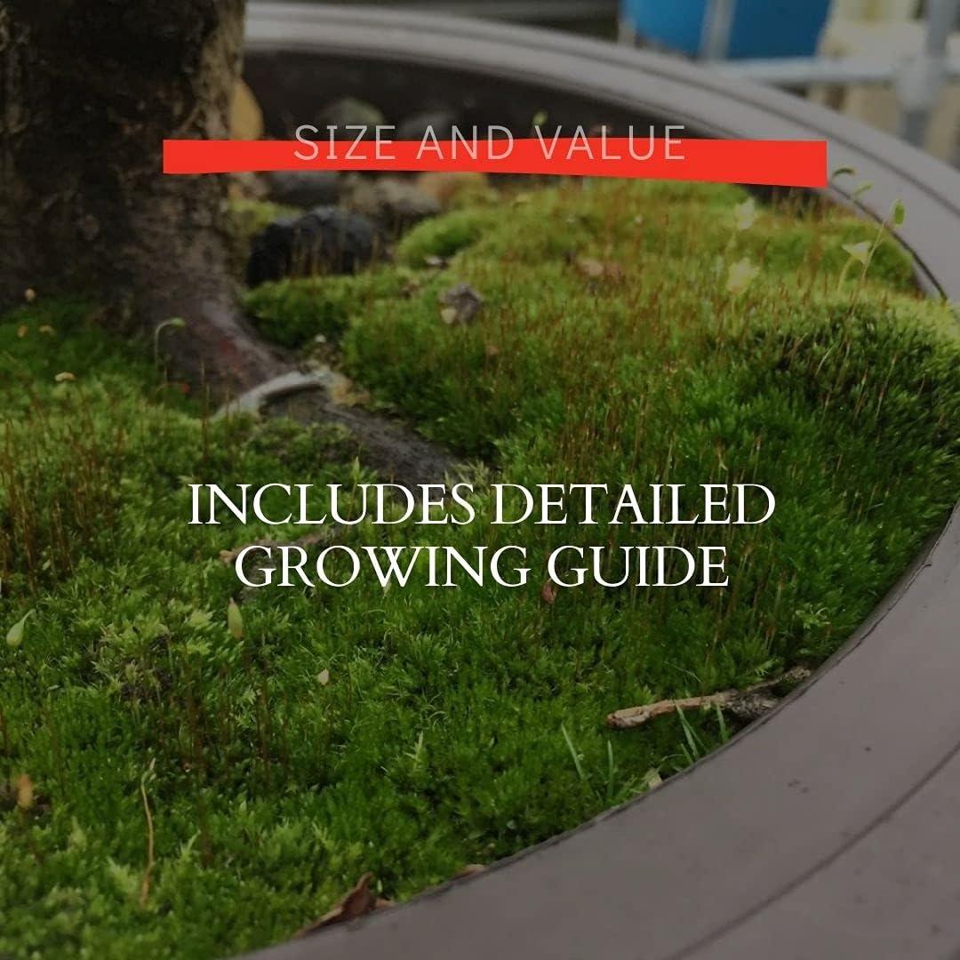 Esporas de Musgo Kyoto Tinyroots 14g Cubre 0.28 m²