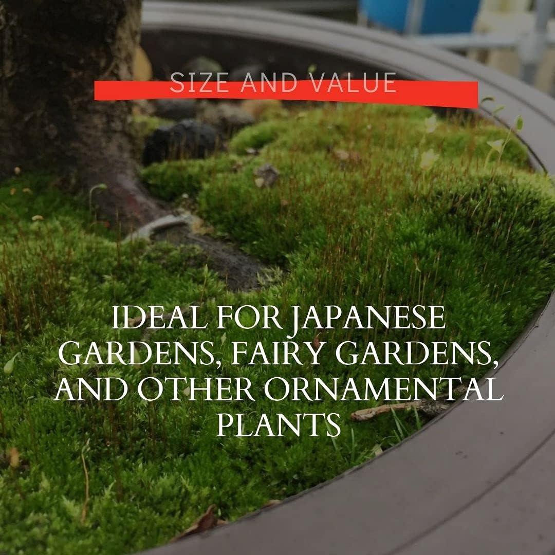 Esporas de Musgo Kyoto Tinyroots 14g Cubre 0.28 m²