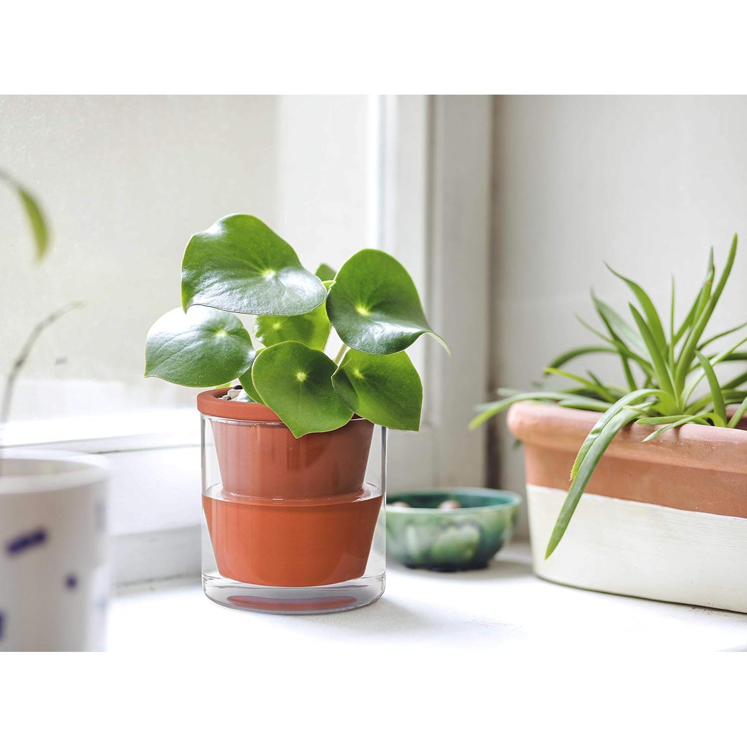 Maceta Autorriego D'vine Dev 10 cm Terracota y Vidrio