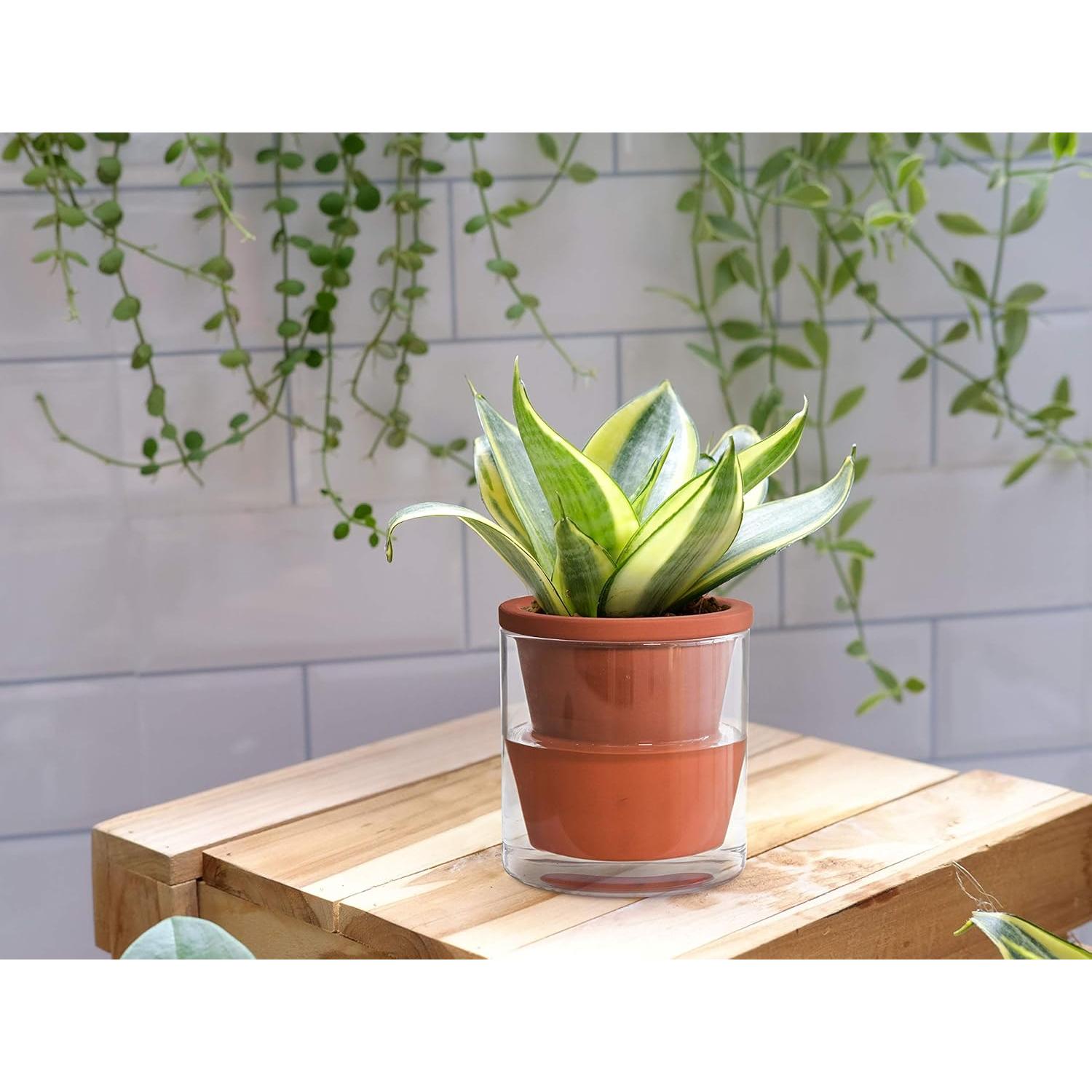 Maceta Autorriego D'vine Dev 10 cm Terracota y Vidrio