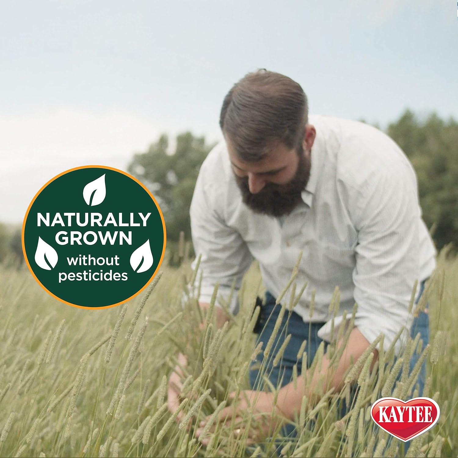 Heno Timothy 100% Natural Kaytee 0.91 kg para Cobayas y Conejos