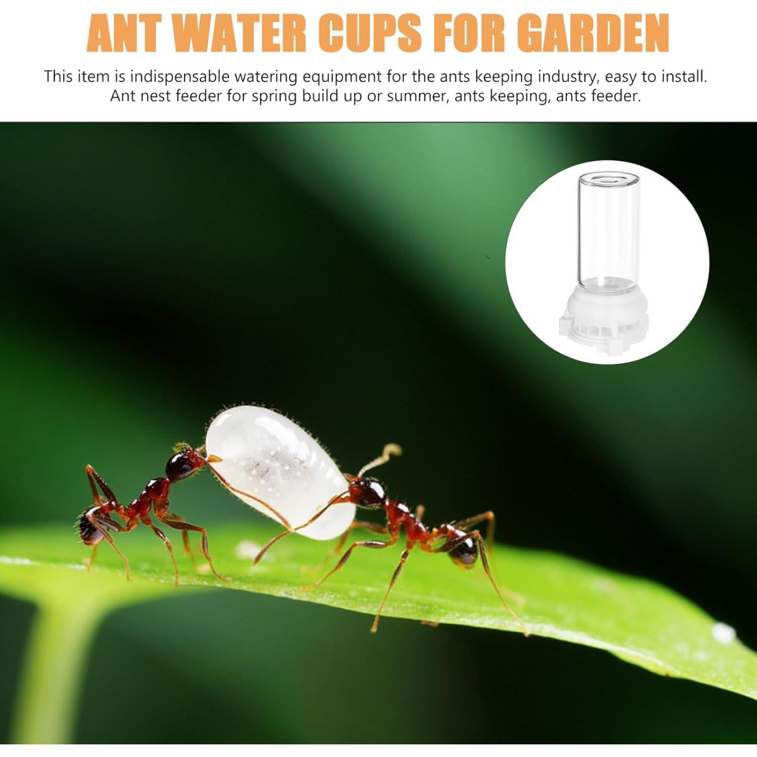 Alimentador de Agua para Hormigas Ipetboom 2pcs 10ml