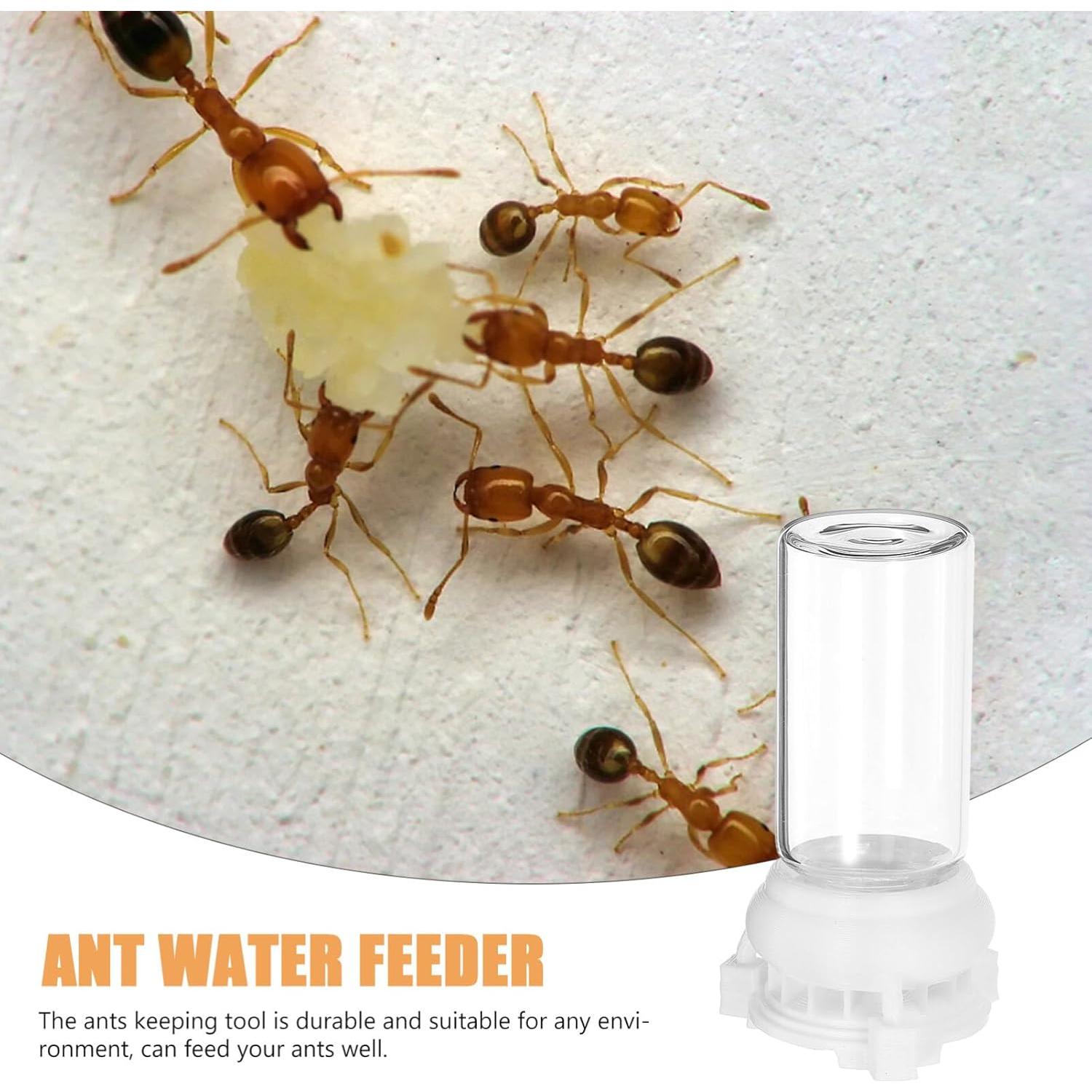 Alimentador de Agua para Hormigas Ipetboom 2pcs 10ml